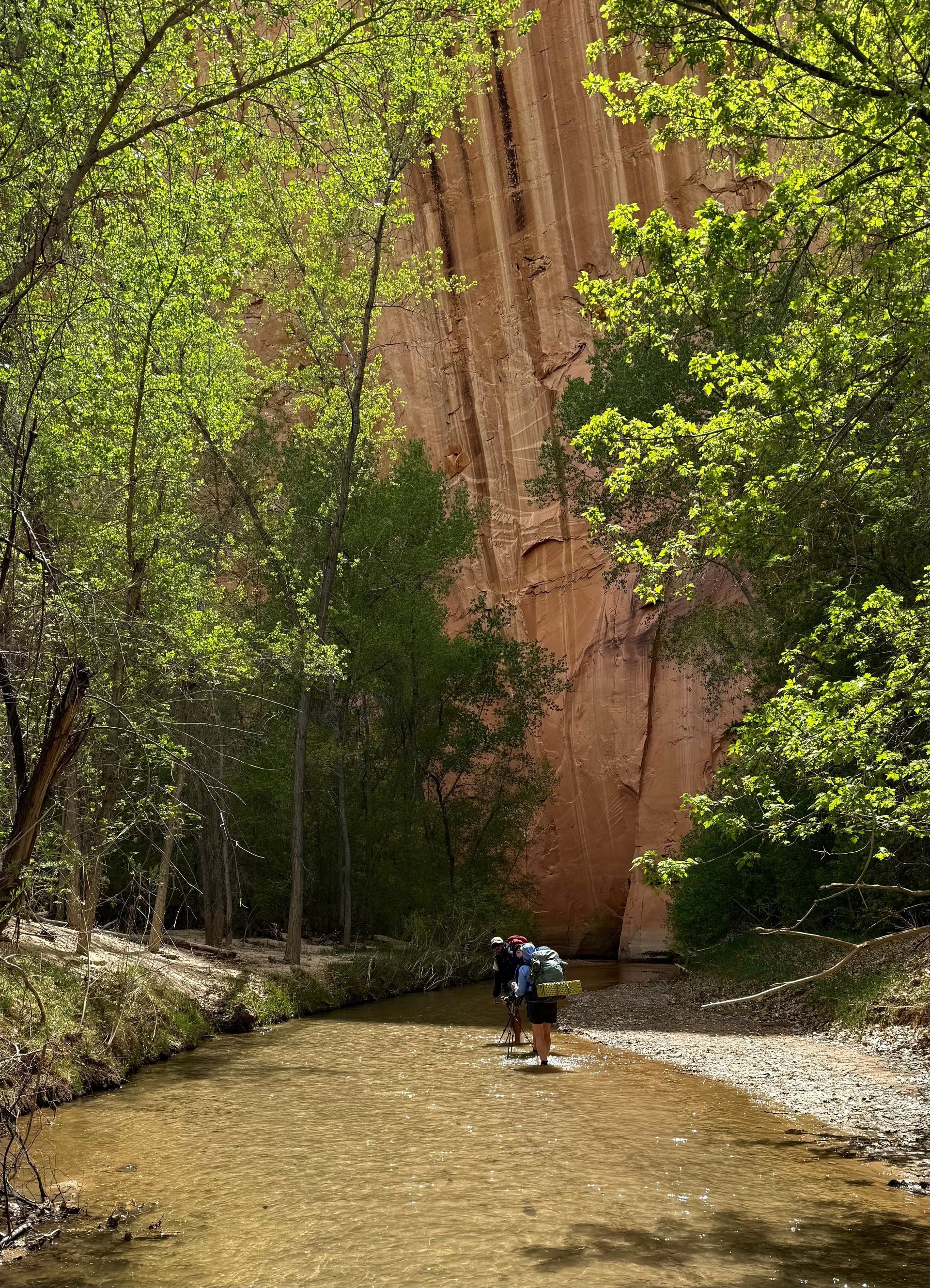 Person wading through a shallow stream in a canyon, flanked by trees and a tall rock wall.