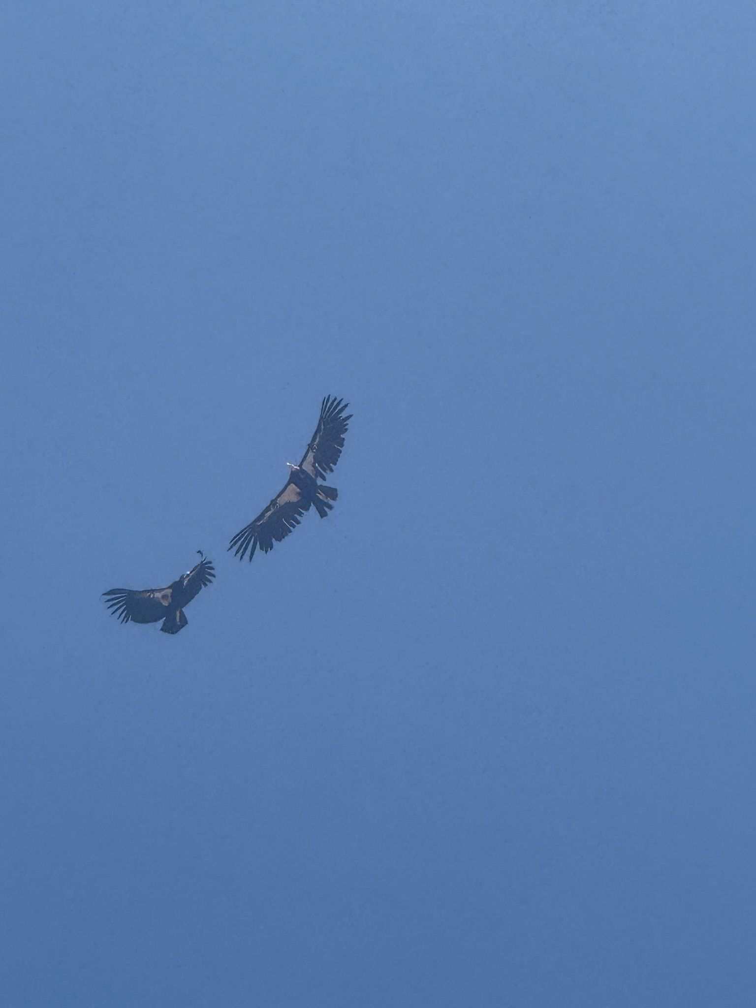 Two dark birds, likely raptors, soar in a clear blue sky.
