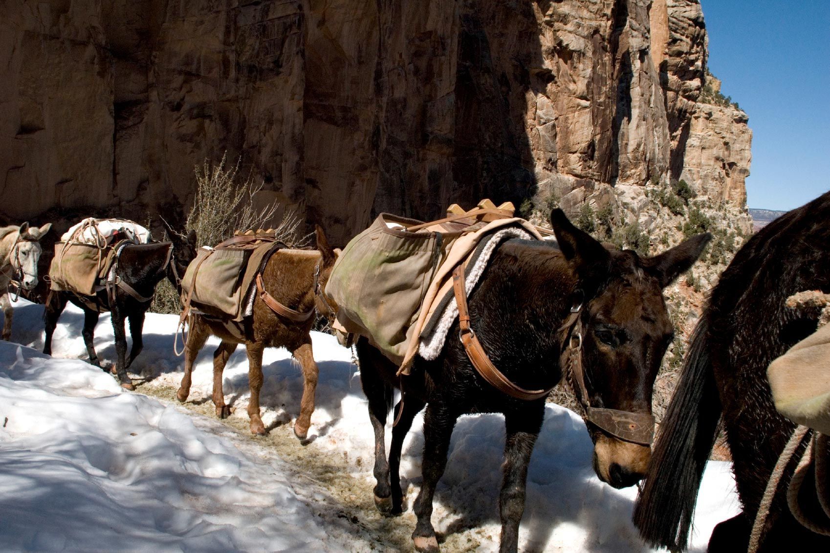 Mules carry bags along a trail in the Grand Canyon