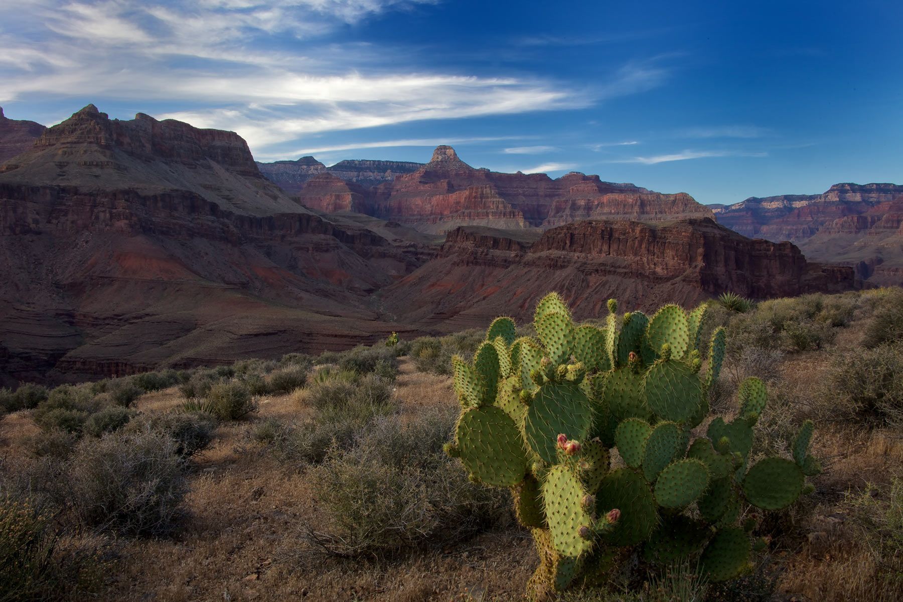 A cactus grows in front of canyons