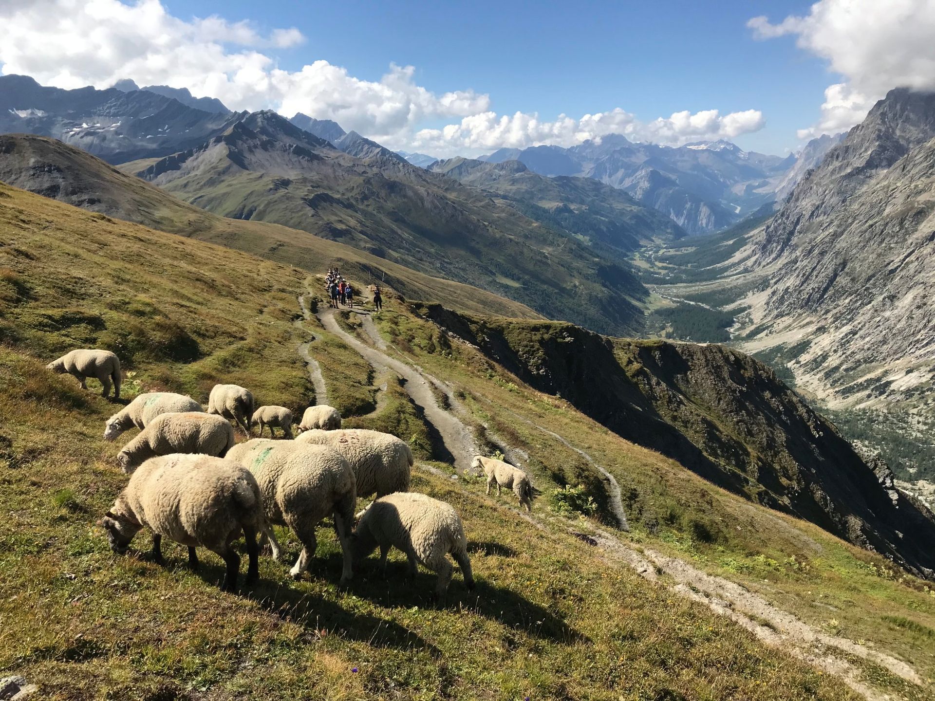 Sheep graze on a hillside trail in a mountain valley. Cloudy sky, rolling hills, and distant peaks.