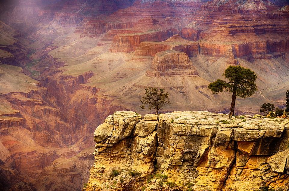 There is a tree on the edge of a cliff in the grand canyon.