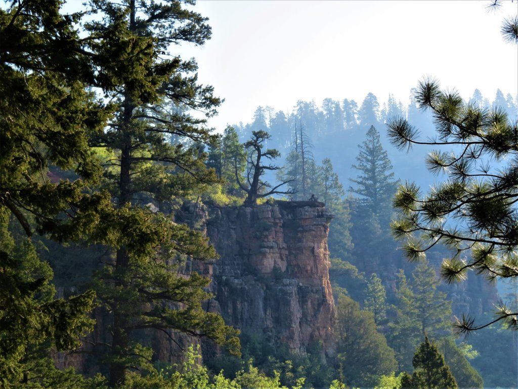 A cliff in the middle of a forest with trees surrounding it