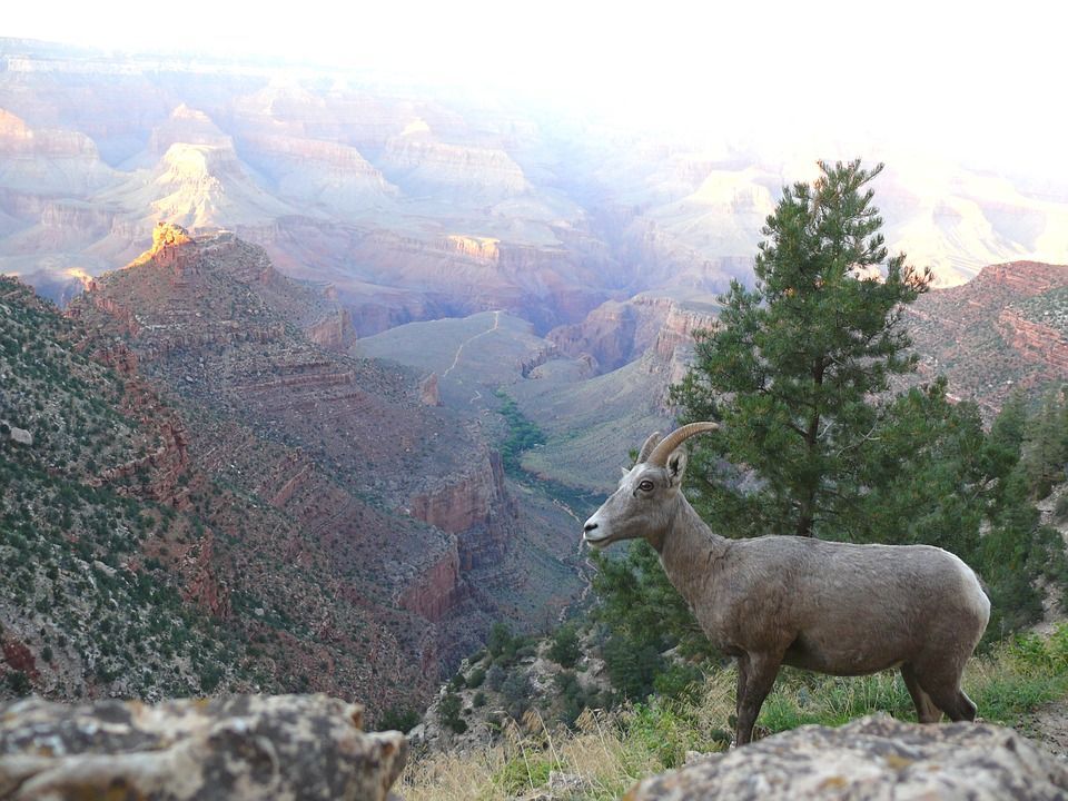 A bighorn sheep standing on top of a rocky hill overlooking a canyon.