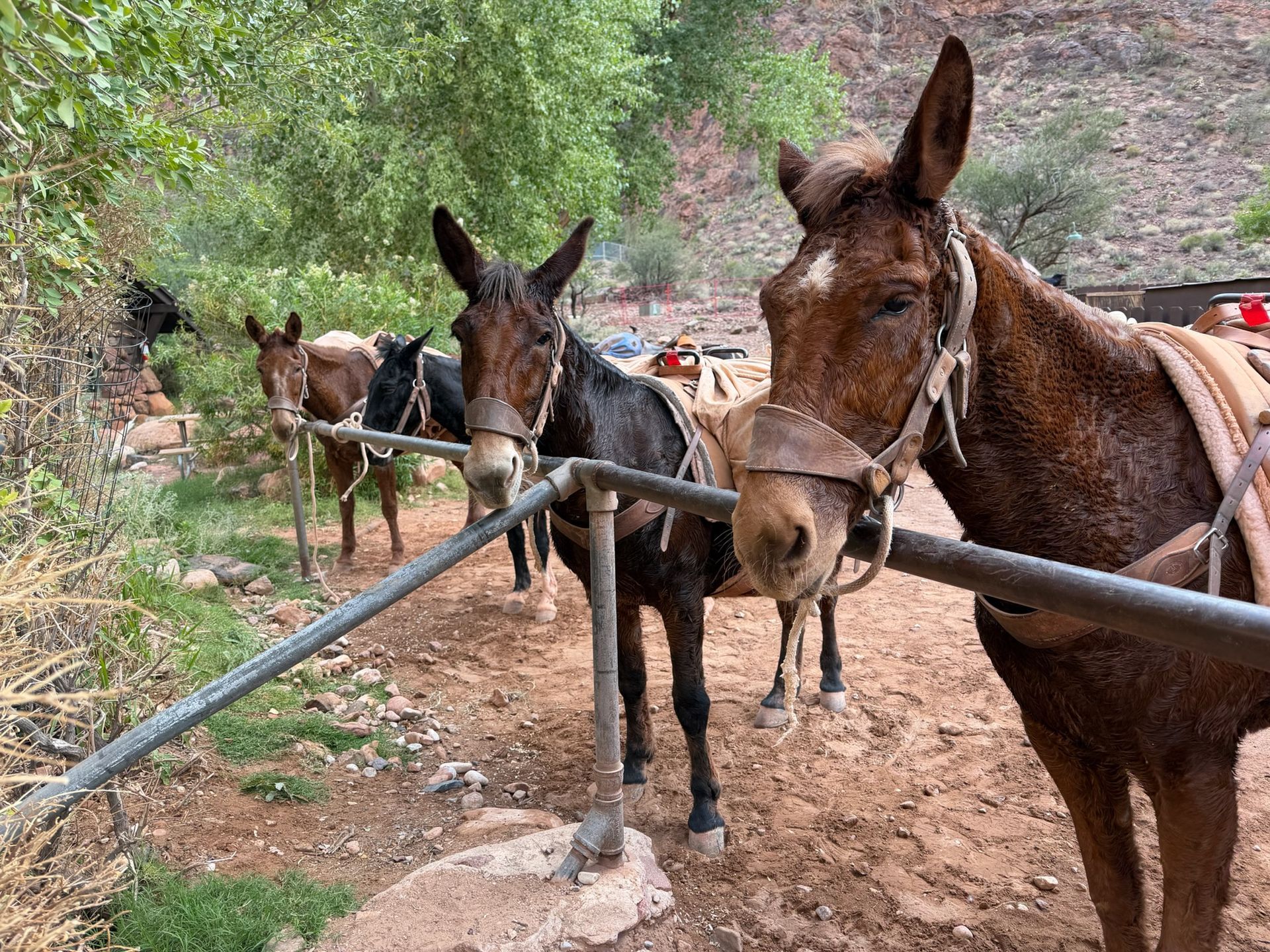 Mules tied to a metal rail near a trail, brown and black coats, outdoors.