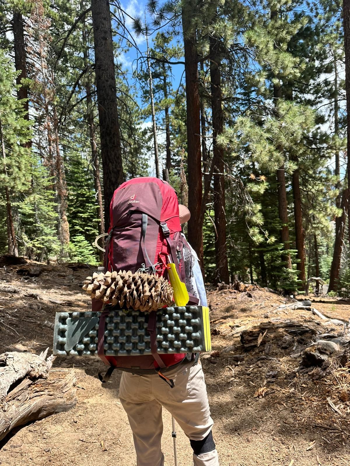 Hiker on a trail in a forest, carrying a large backpack and sleeping pad.