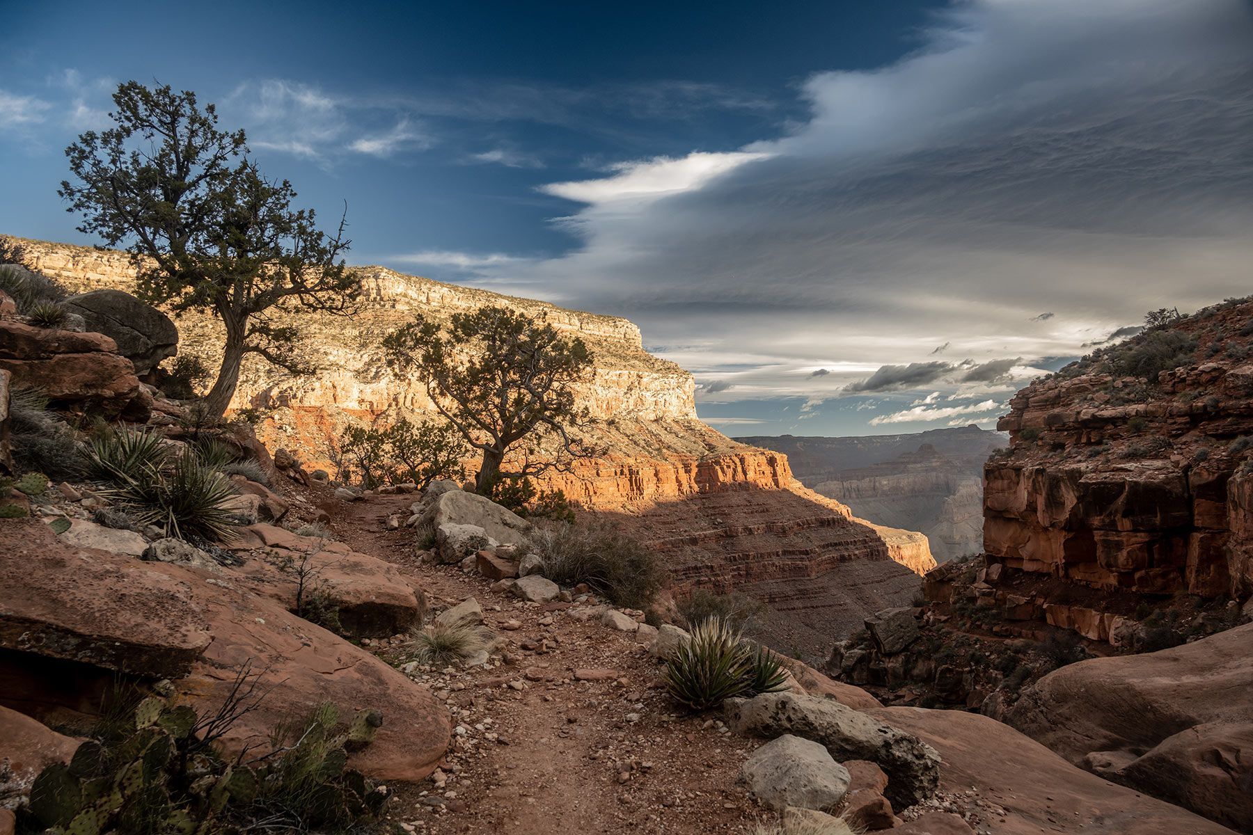 A tree is standing in the middle of a rocky canyon.