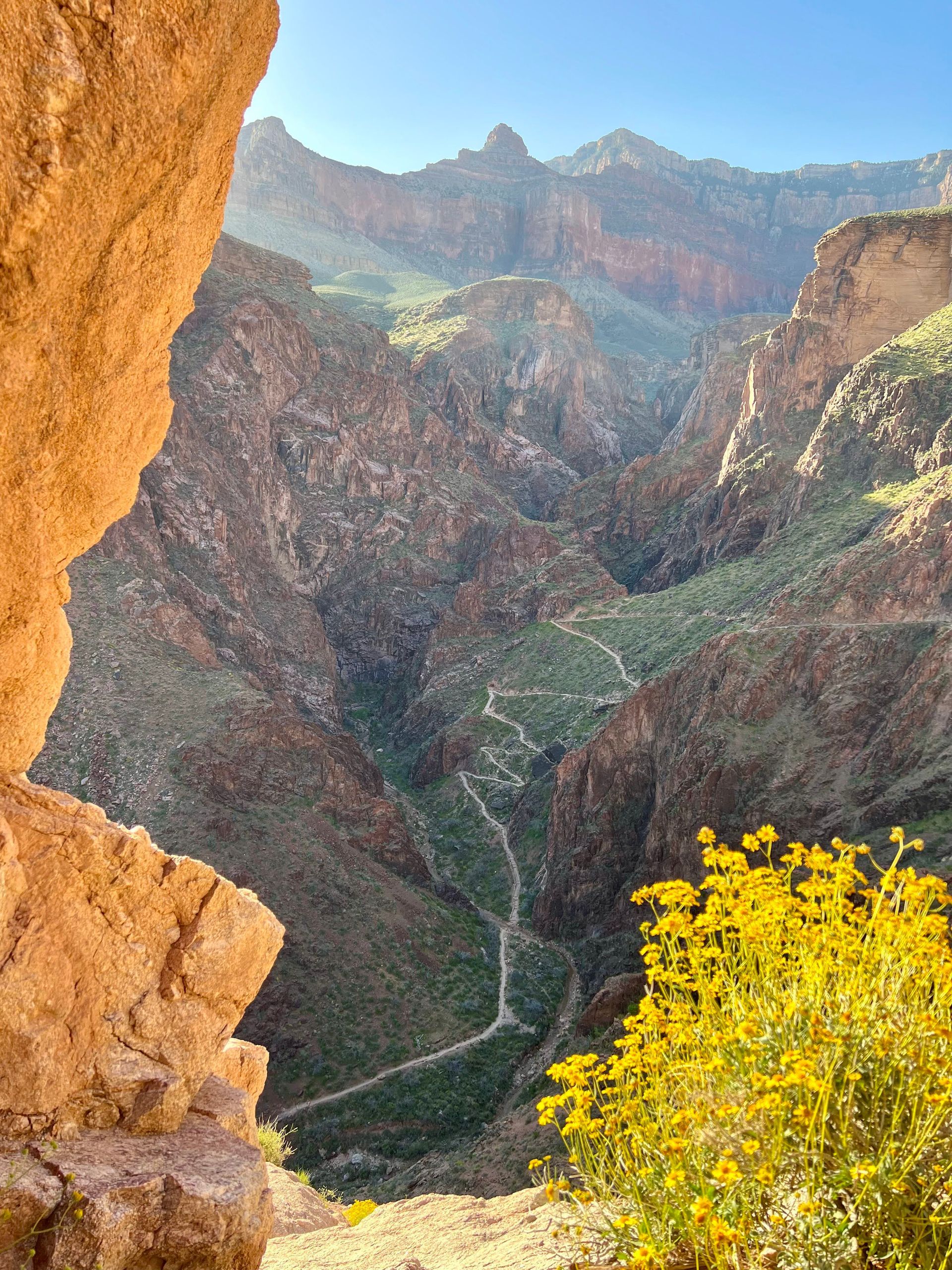 A view of a canyon with mountains in the background and yellow flowers in the foreground.