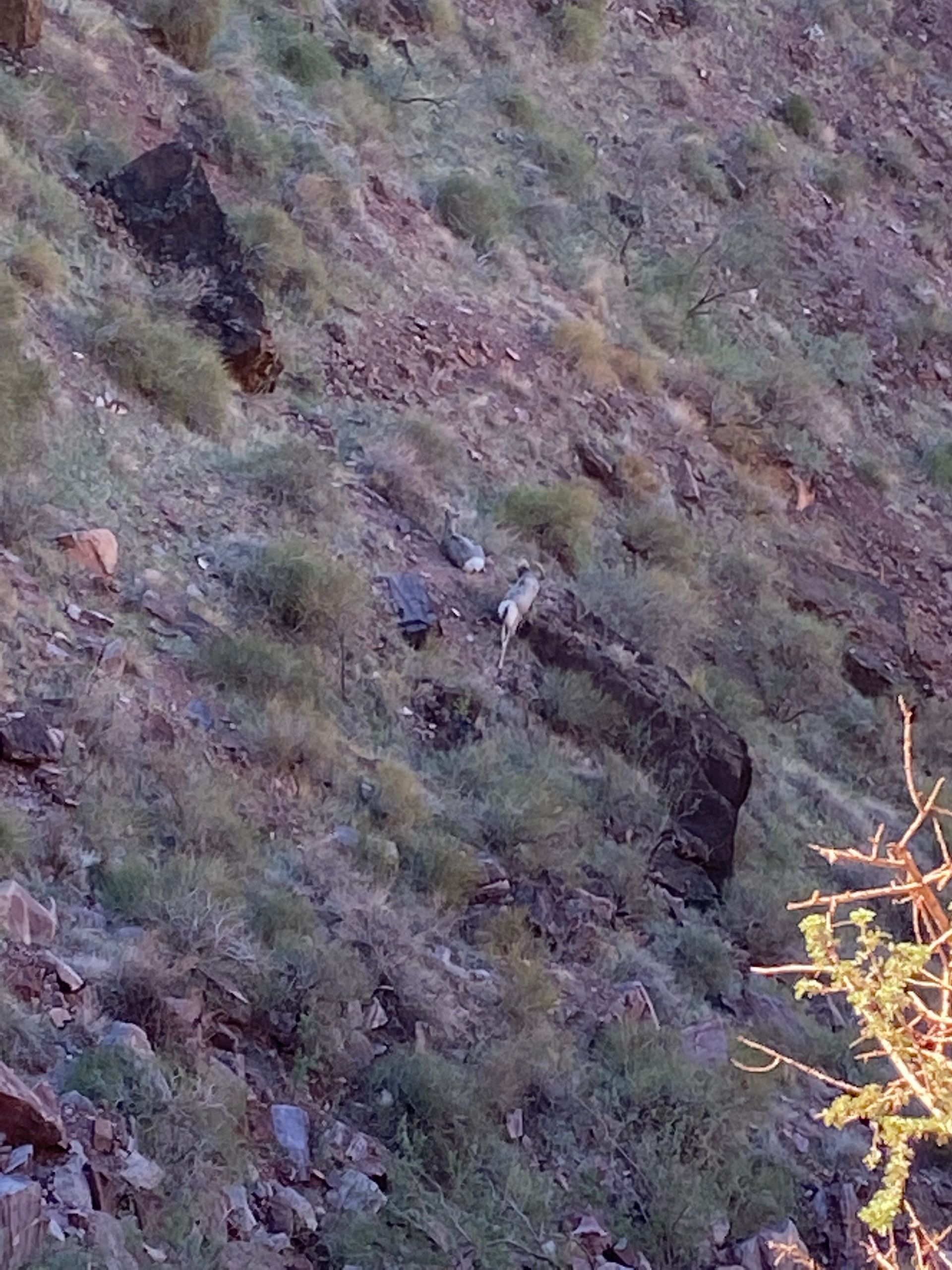 A sheep is standing on the side of a hill.