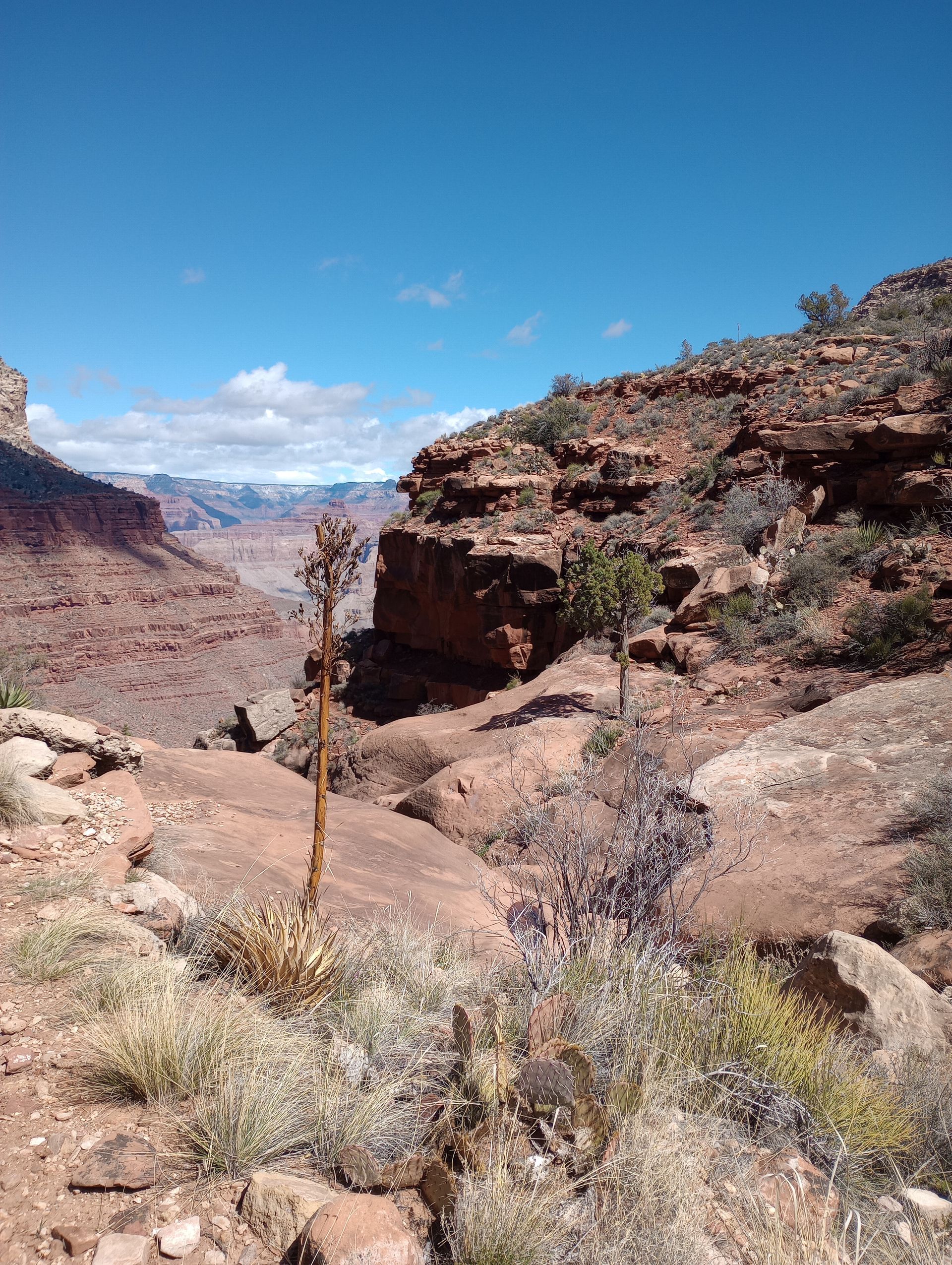 There is a tree in the middle of the desert.