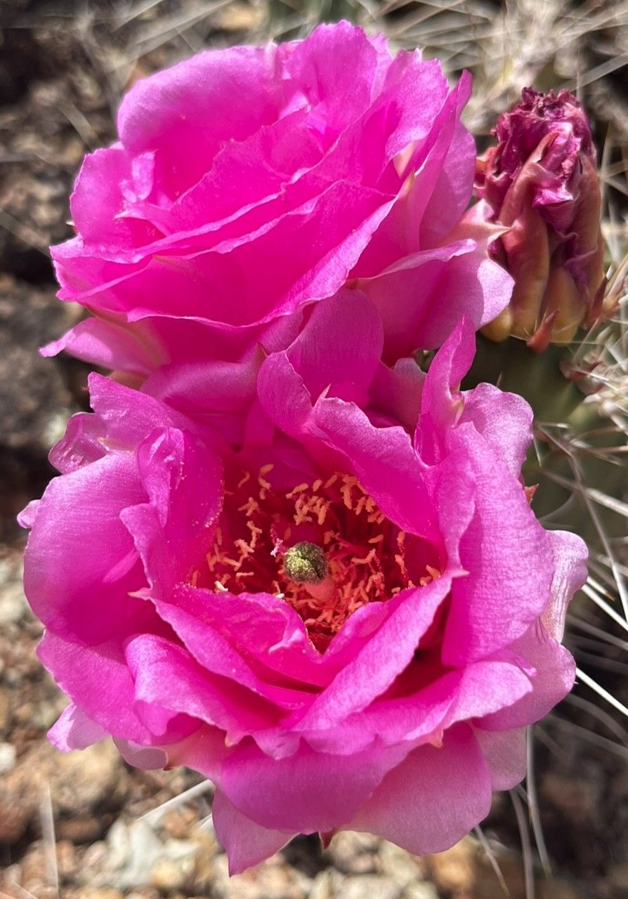 A close up of a pink flower on a cactus.