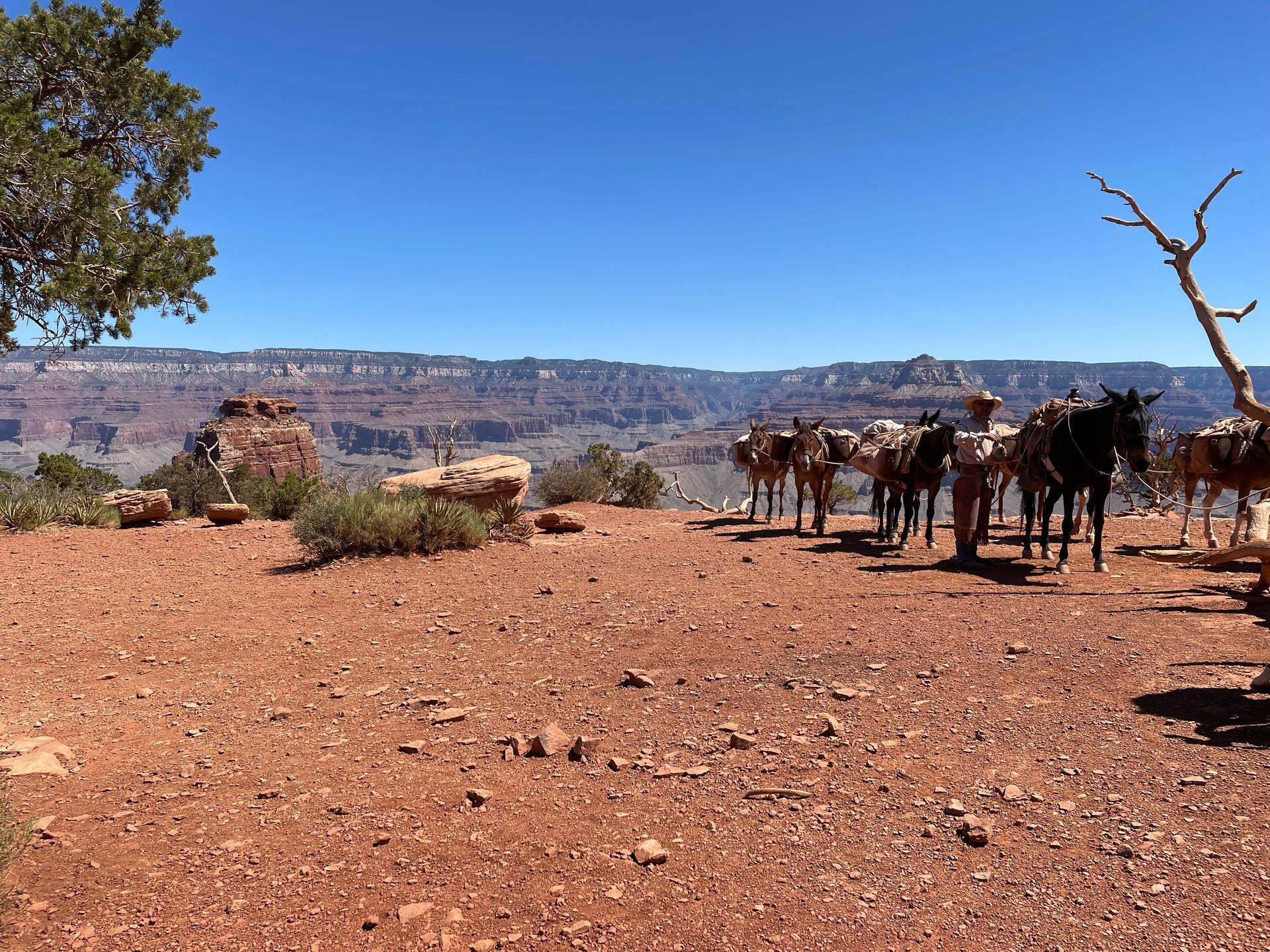 A herd of horses standing on top of a dirt hill