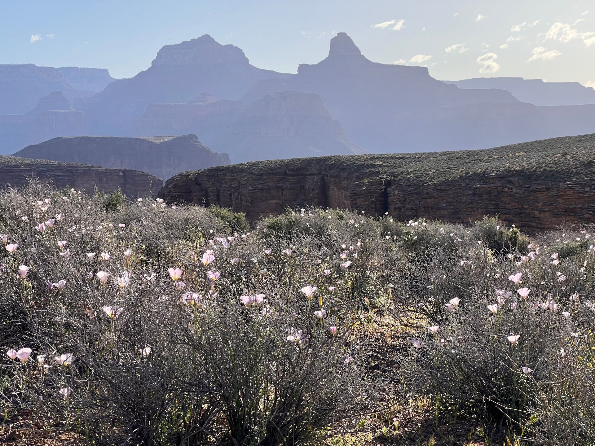A field of flowers with mountains in the background