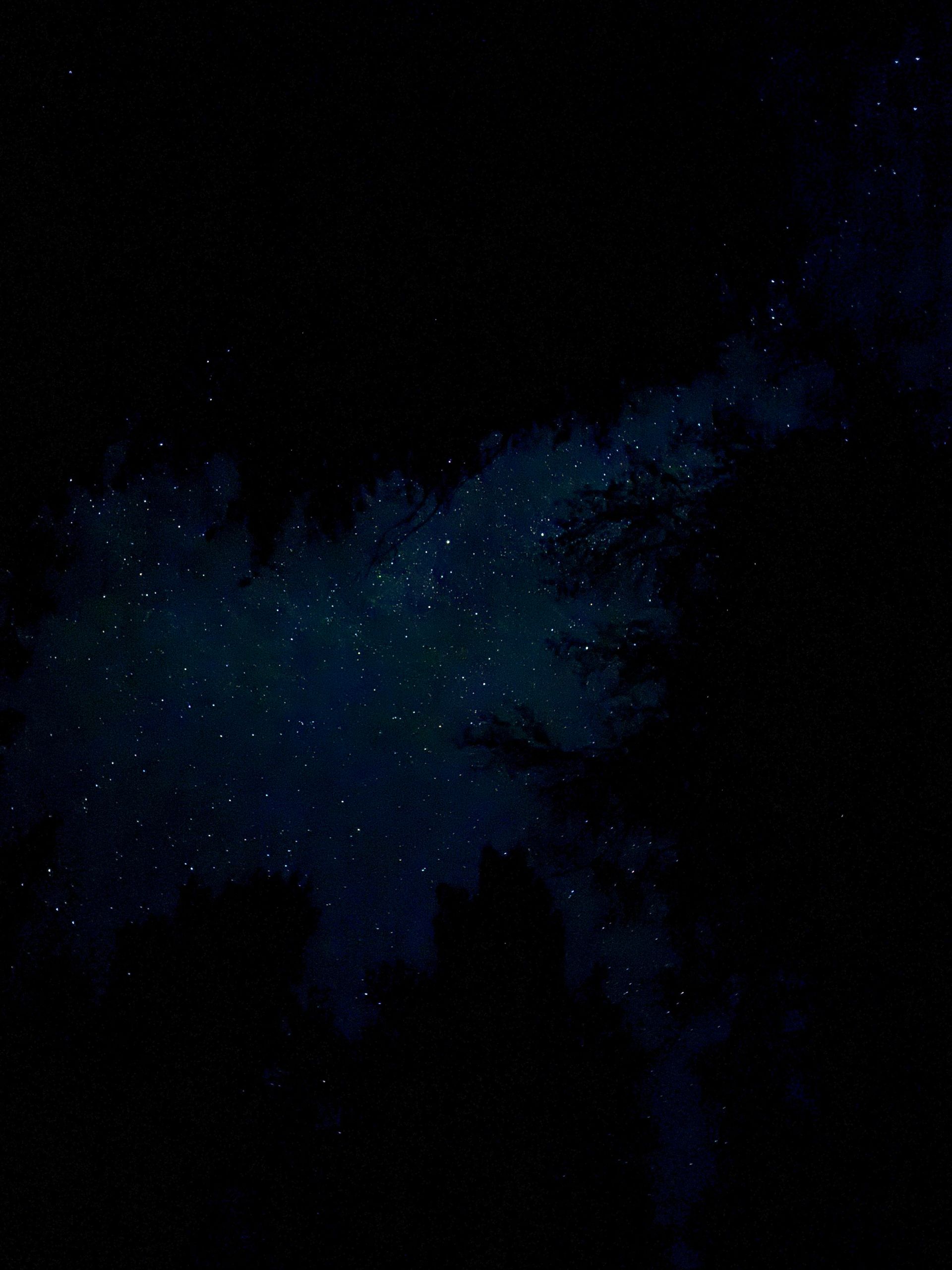 Night sky filled with countless stars, visible through silhouetted tree branches.