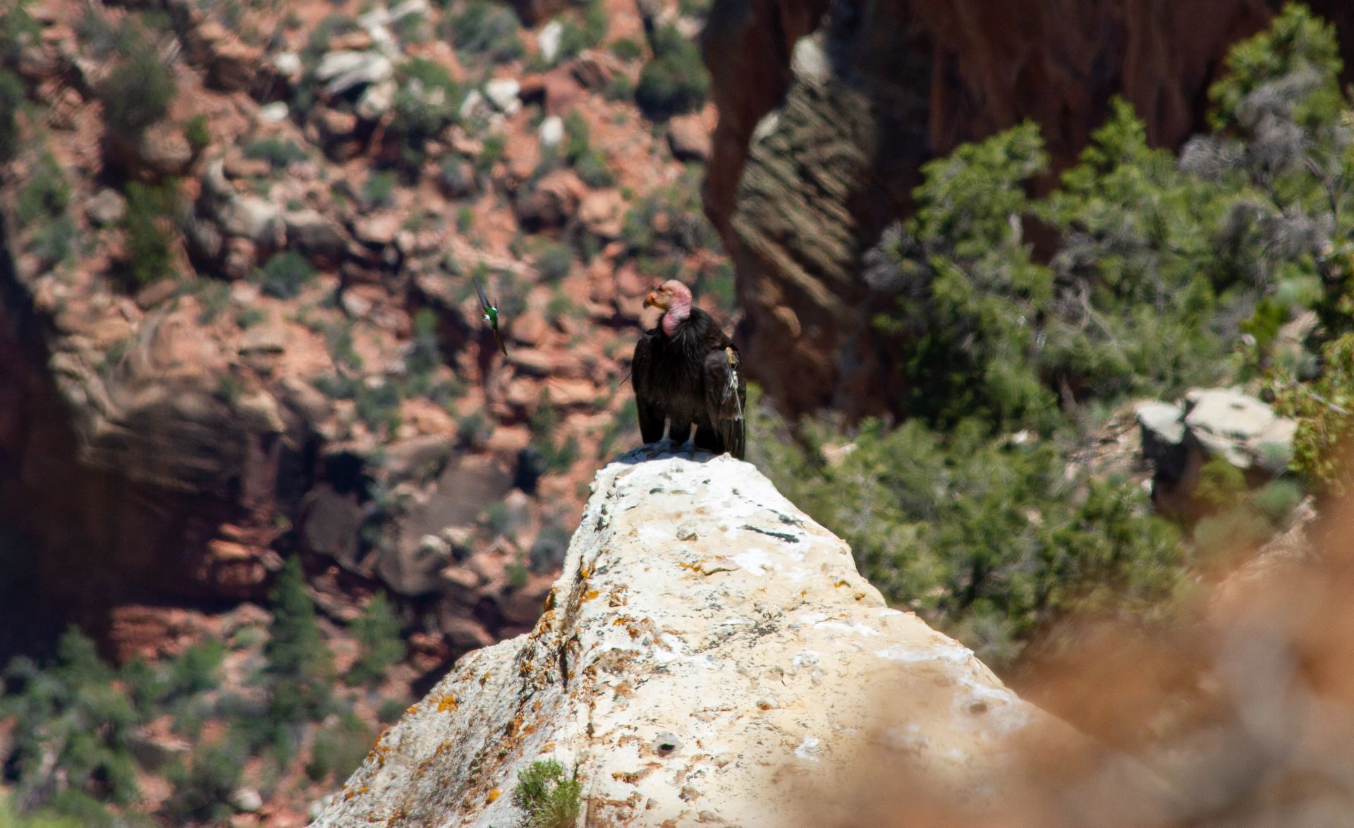 A bird is sitting on top of a rock in the middle of a canyon.