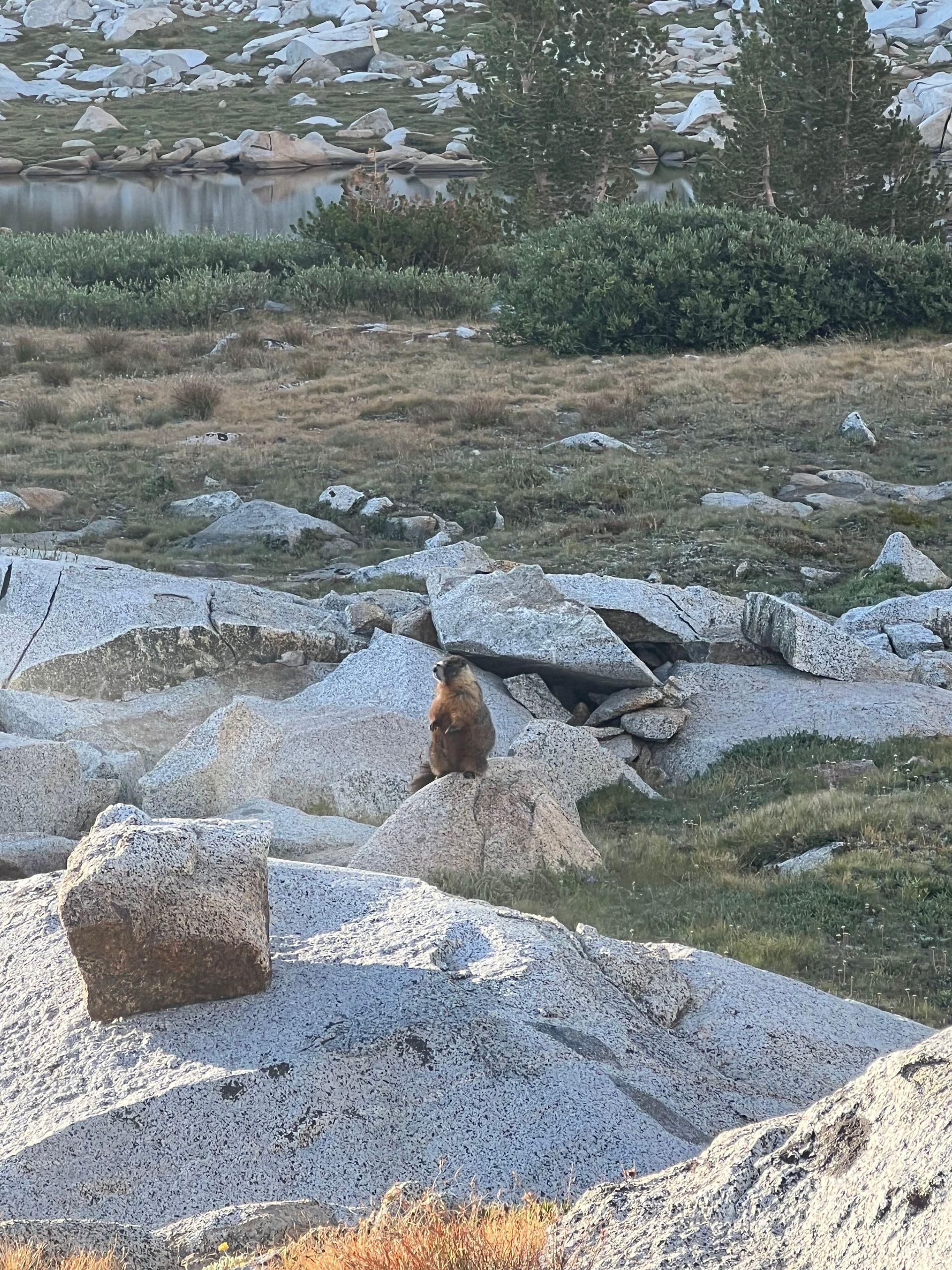 A brown marmot sits upright on a rock in a rocky, grassy landscape.