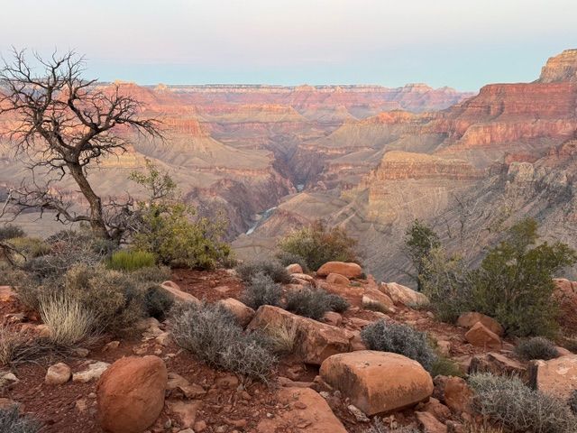 Grand Canyon view, reddish rock formations, small shrubs, and a lone bare tree under a pastel sky.