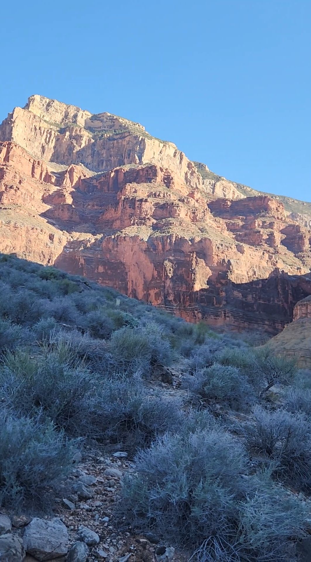 Rugged red and brown canyon wall, blue sky background. Foreground shows low, blue-green desert shrubs.