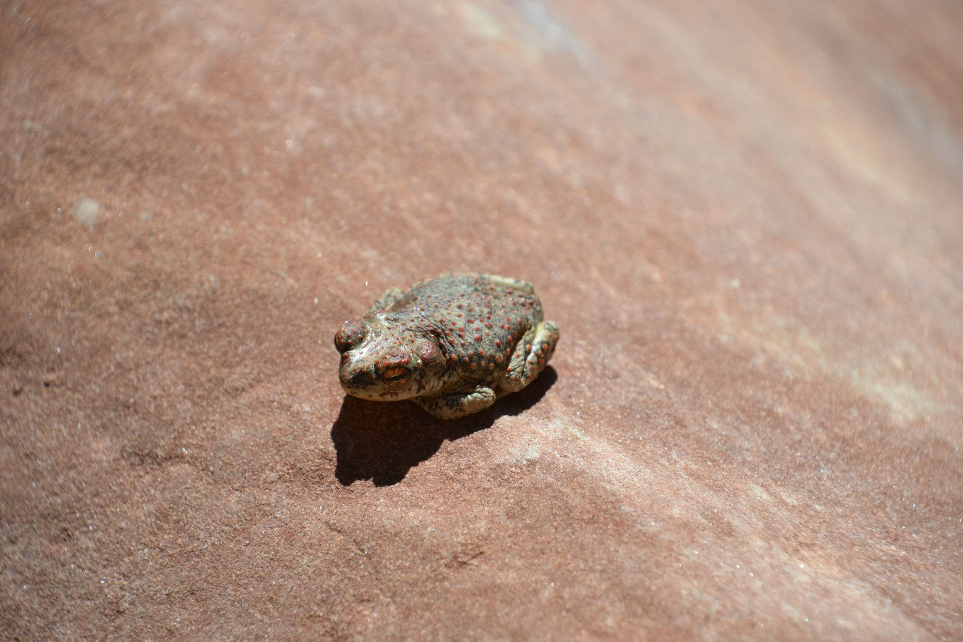 Small gray frog on a textured reddish-brown rock.