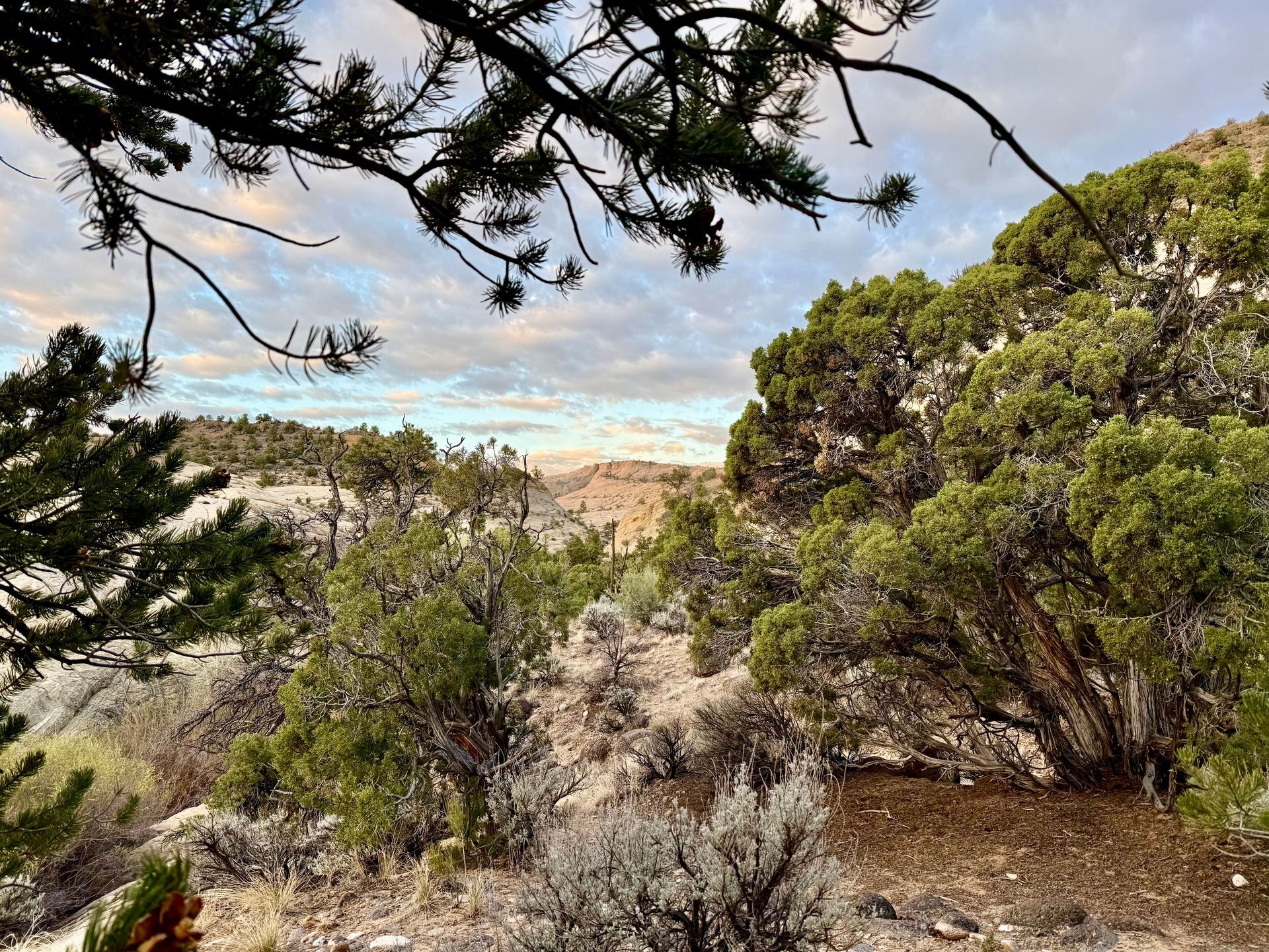 Green trees frame a canyon landscape with sagebrush and a cloudy sky.