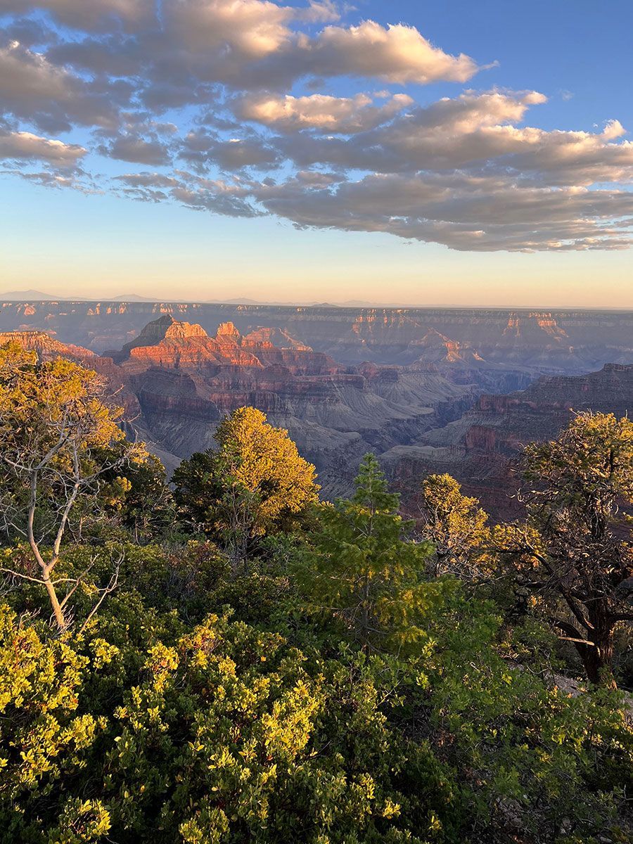 An aerial view of the grand canyon at sunset with trees in the foreground.