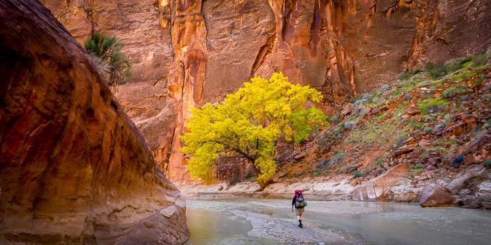 A person is walking across a river in a canyon next to a yellow tree.