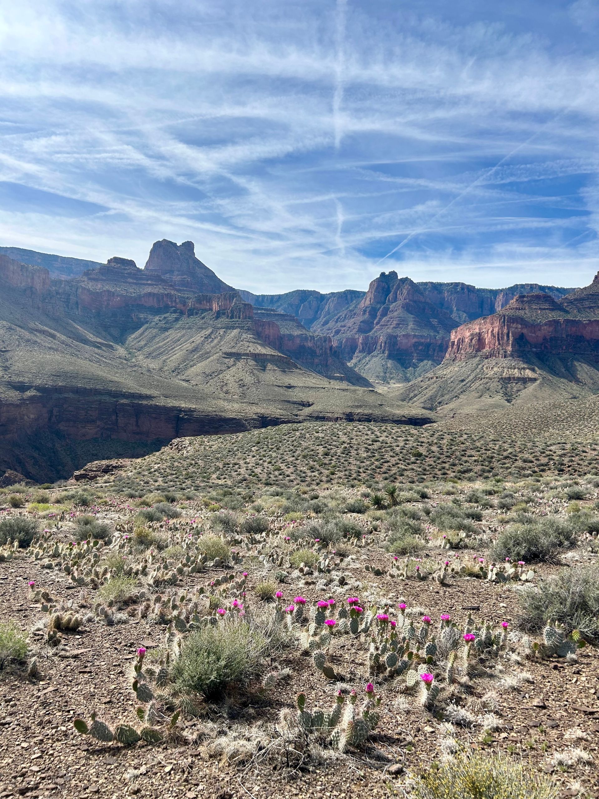 Desert landscape with mountains and flowering cacti under a blue sky.