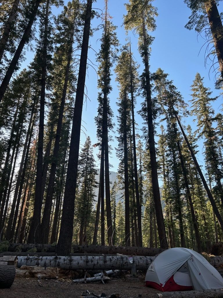 A tent is sitting in the middle of a forest