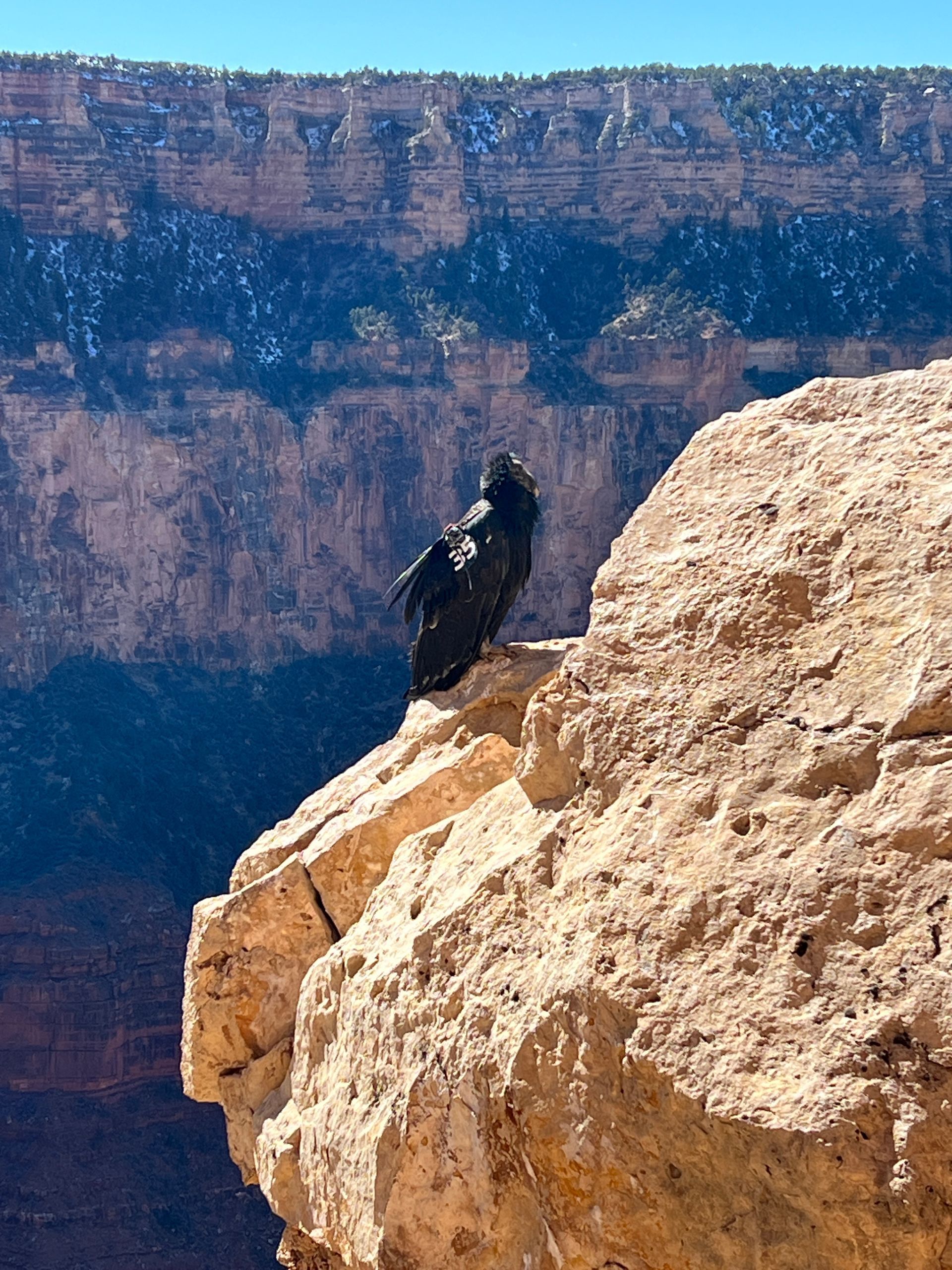 Black bird perched on a light-colored rock with the Grand Canyon in the background.