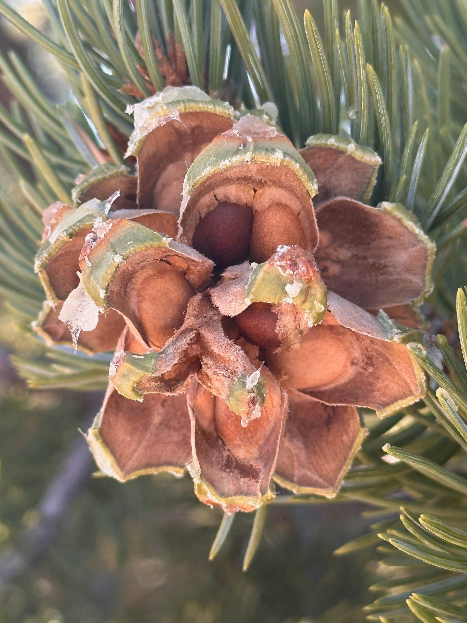 A close up of a pine cone on a tree branch.