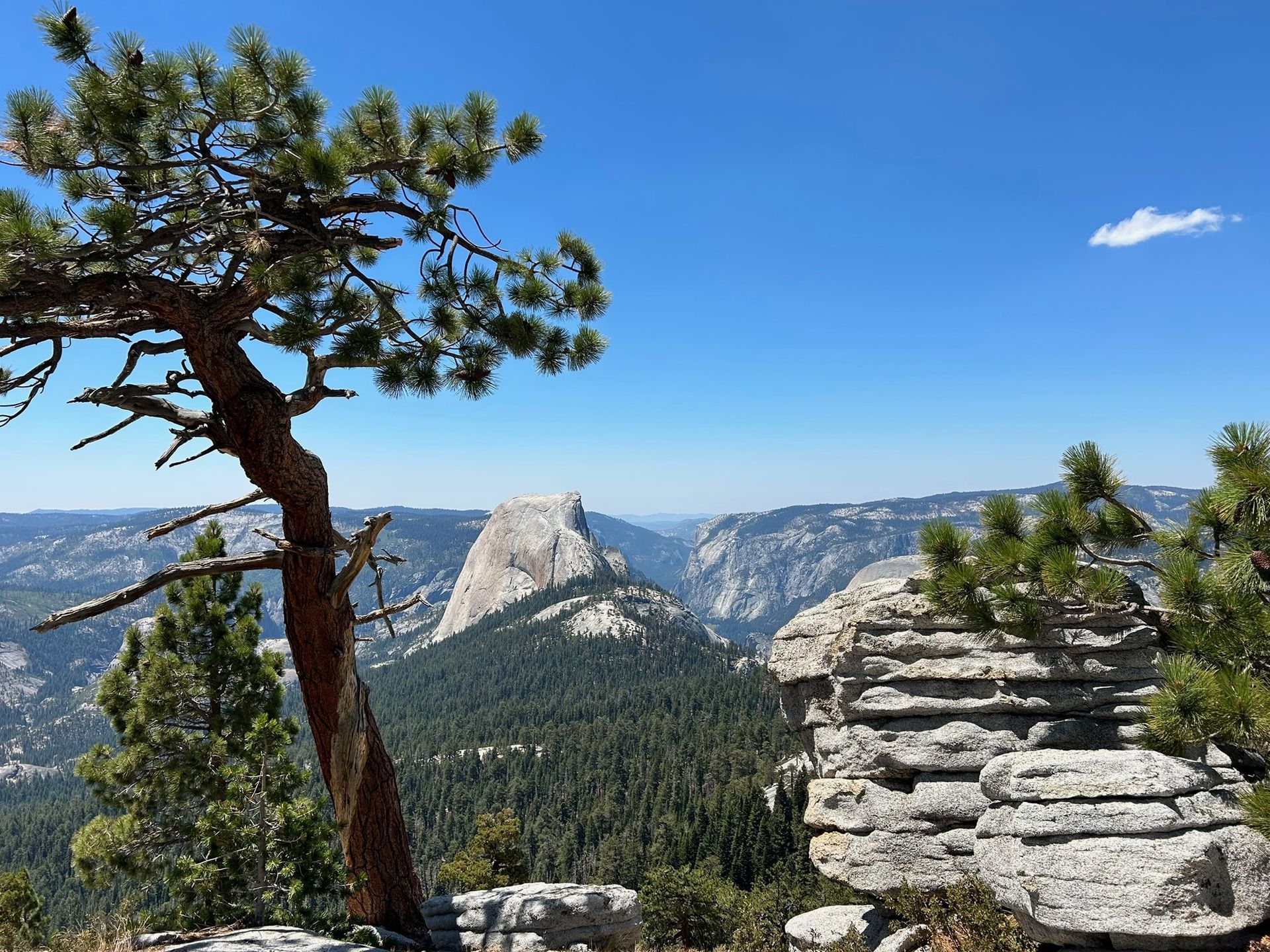A tree stands on a rocky cliff overlooking a mountain range.