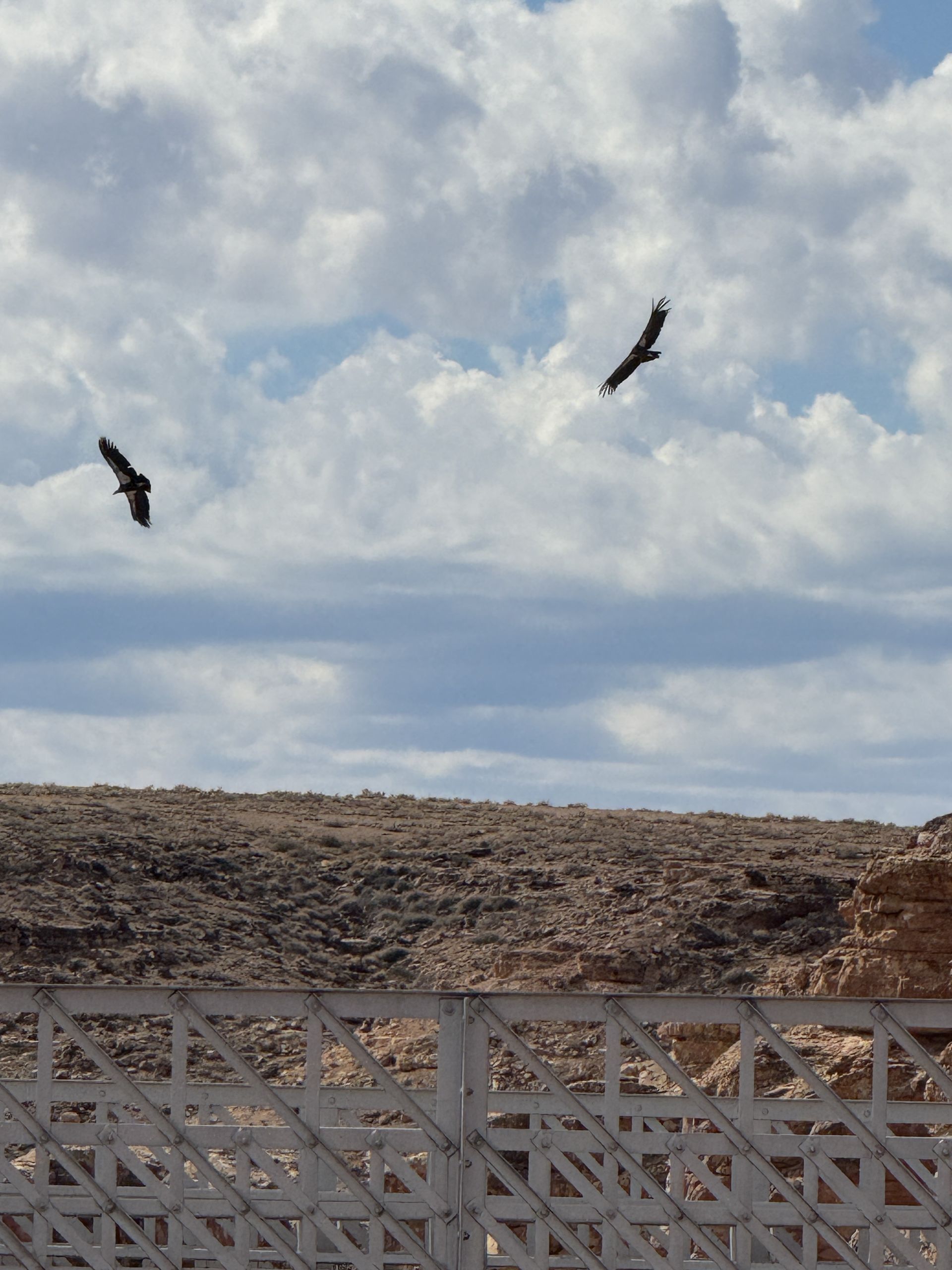 Two dark birds soaring in a cloudy sky above a rocky landscape and white fence.