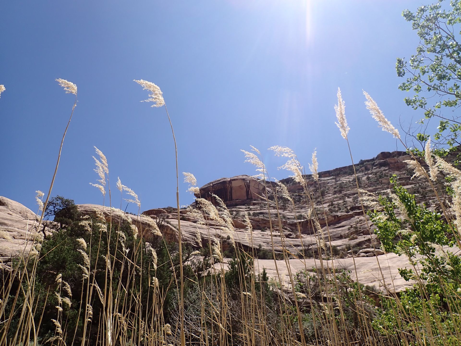 Tall grass blowing in the wind with a mountain in the background