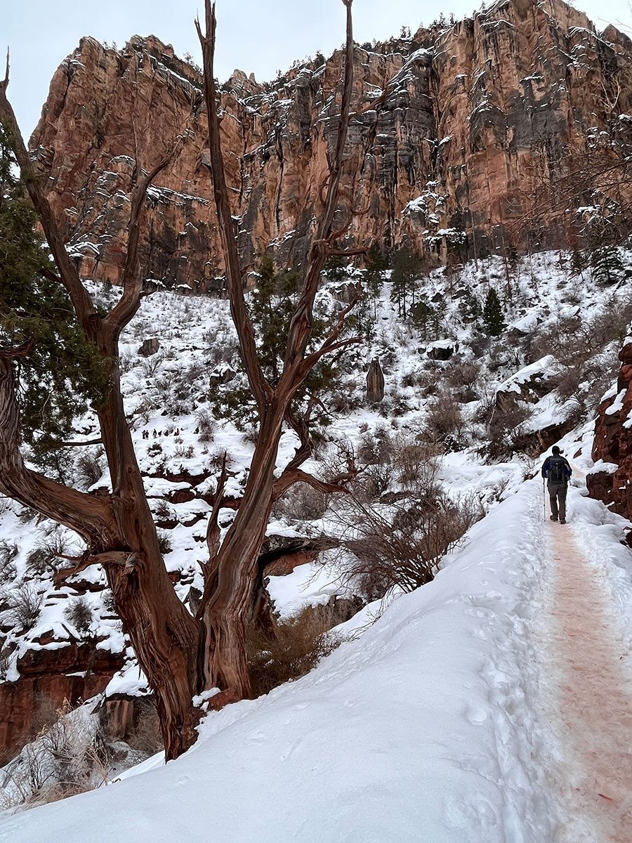 Snowy trail along a cliff face; person hikes on the path; bare tree in foreground.