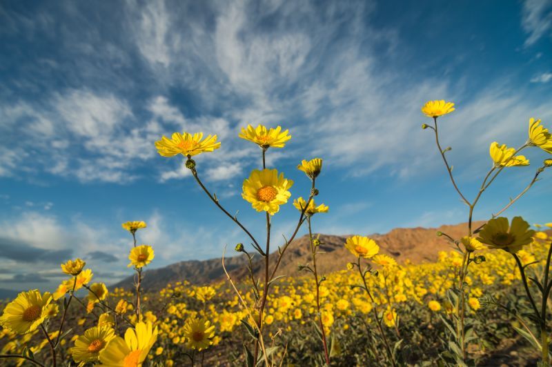 Yellow wildflowers in a field beneath a blue sky with clouds and distant mountains
