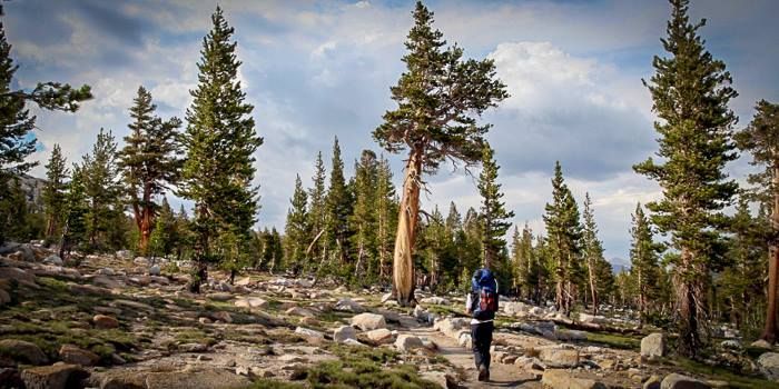 A person with a backpack is walking through a forest.