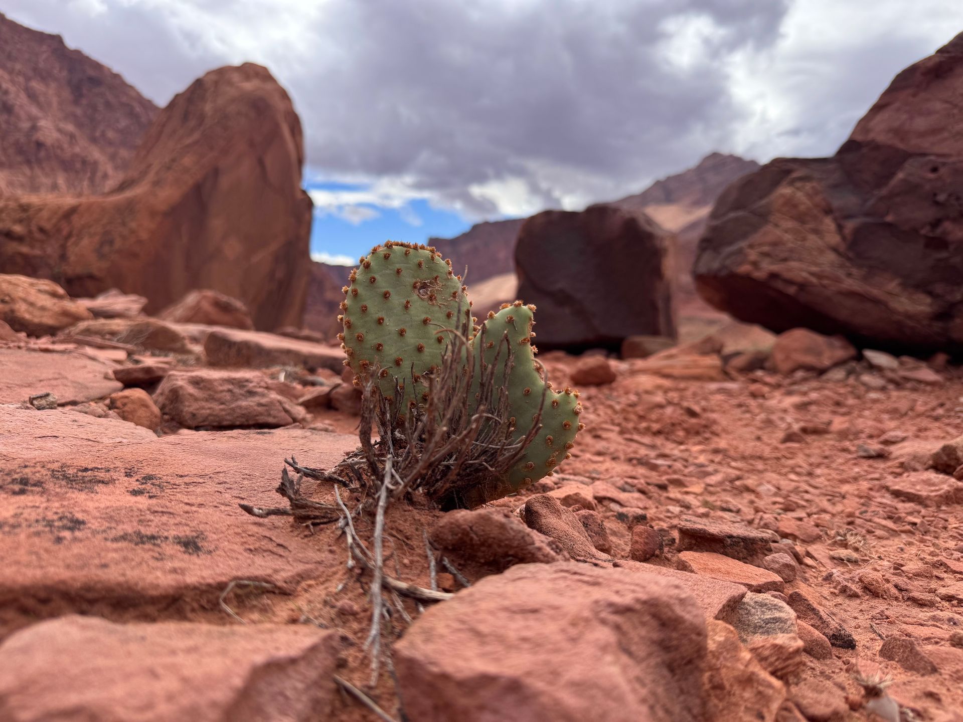Prickly pear cactus growing among red rocks in a desert landscape under a cloudy sky.