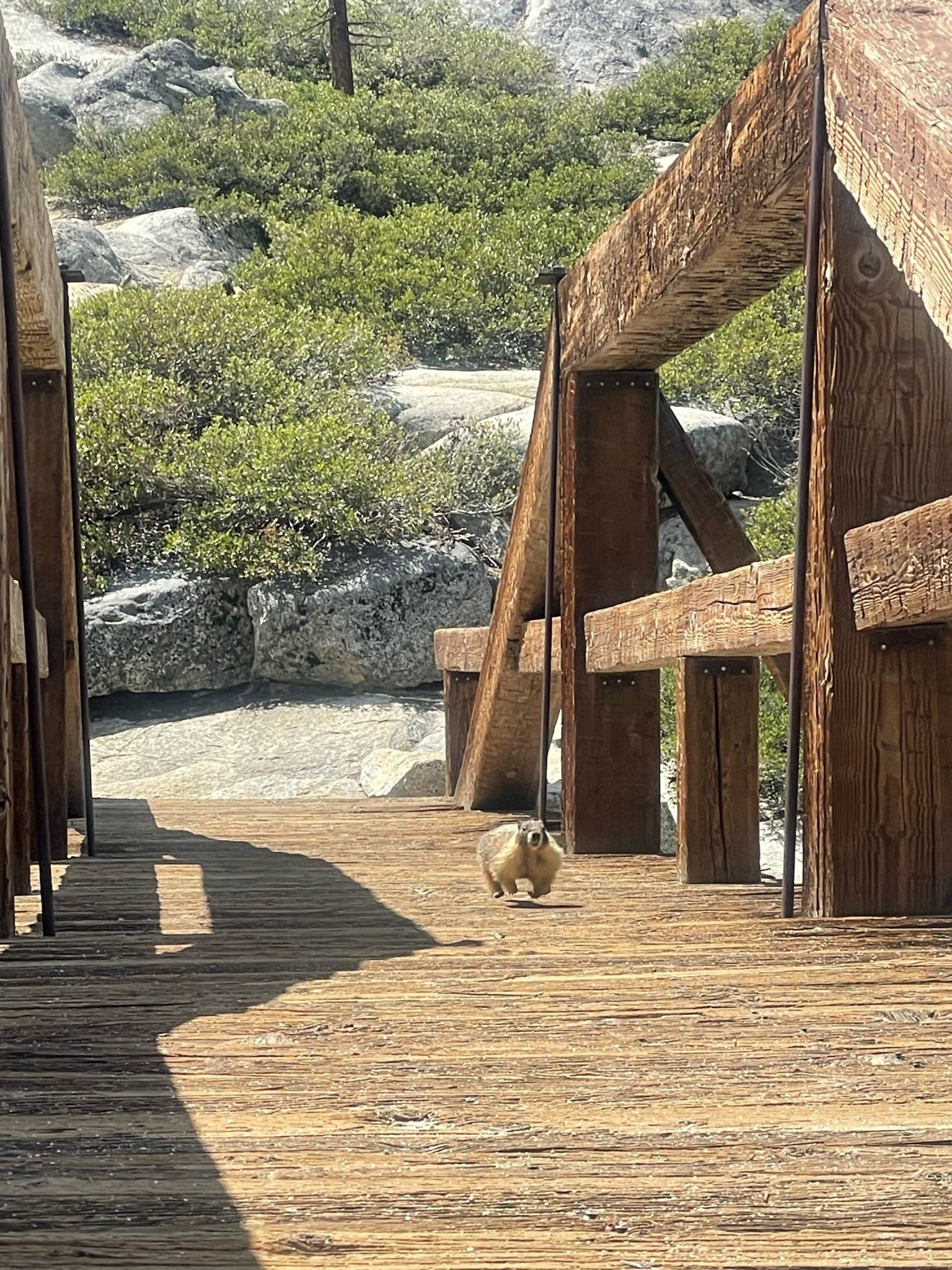 A squirrel is walking across a wooden bridge.