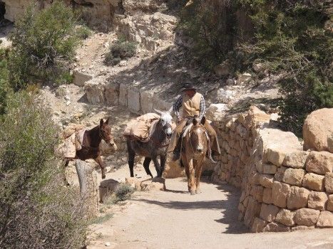 A man is riding two donkeys down a dirt road.