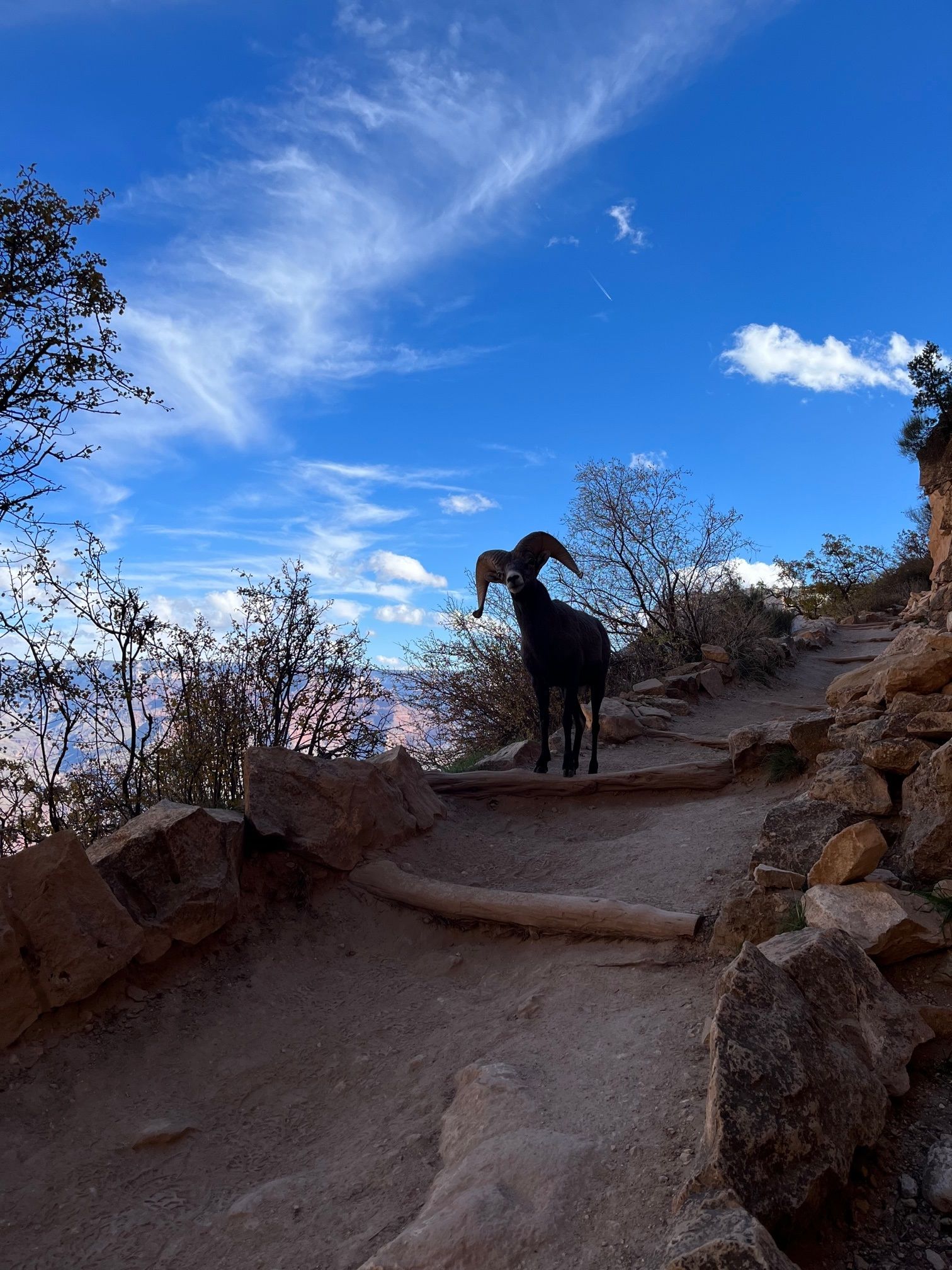 A ram standing on a dirt path with a blue sky in the background