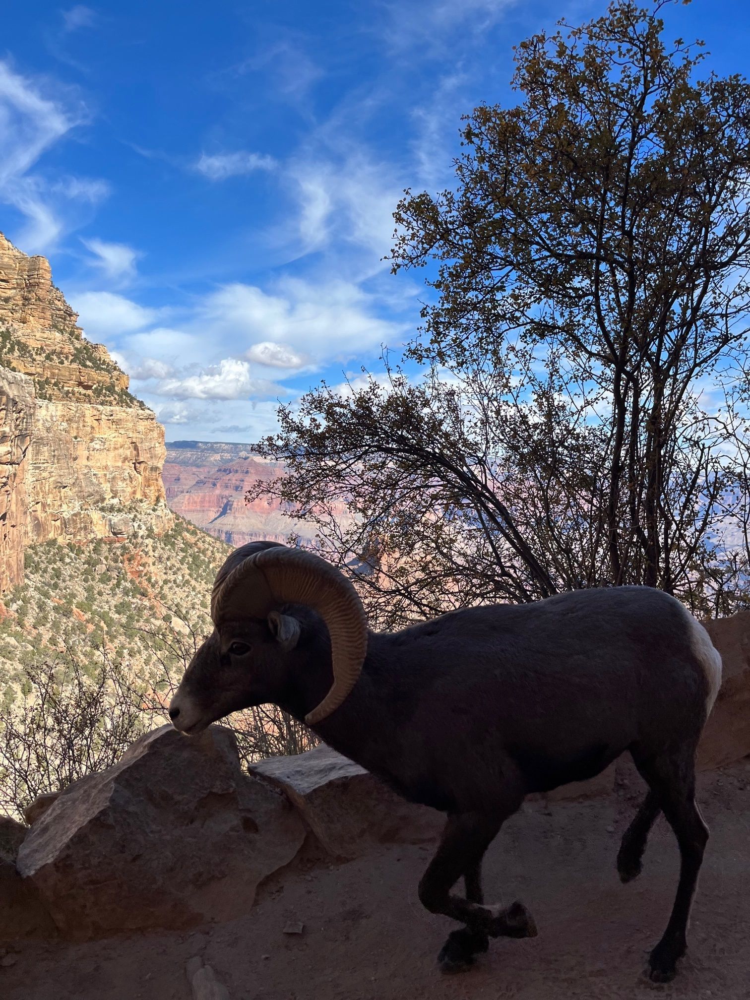 A ram standing on top of a rocky hillside