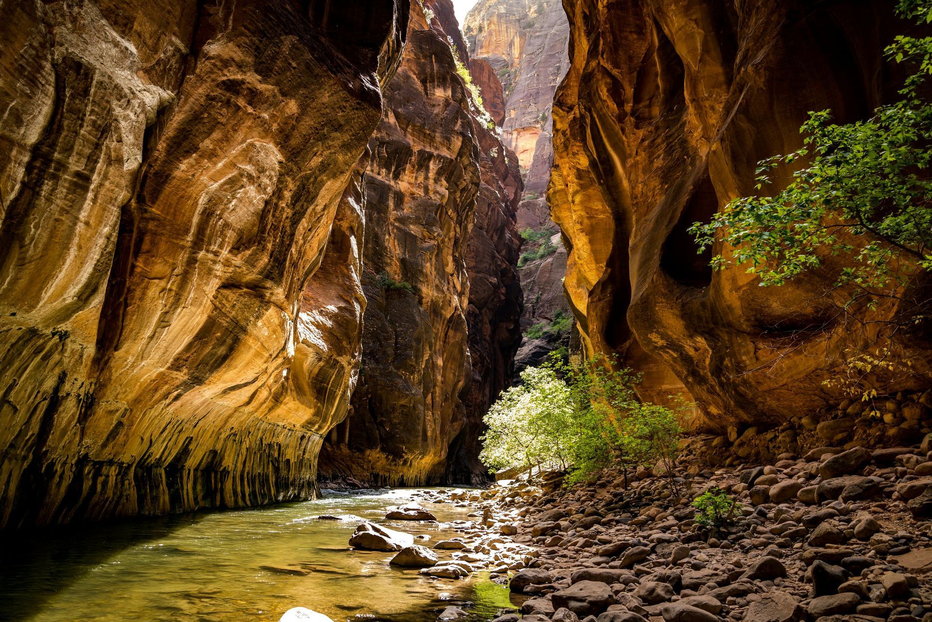 Rocky canyon with a shallow stream, golden cliff walls, and green shrubs in bright sunlight