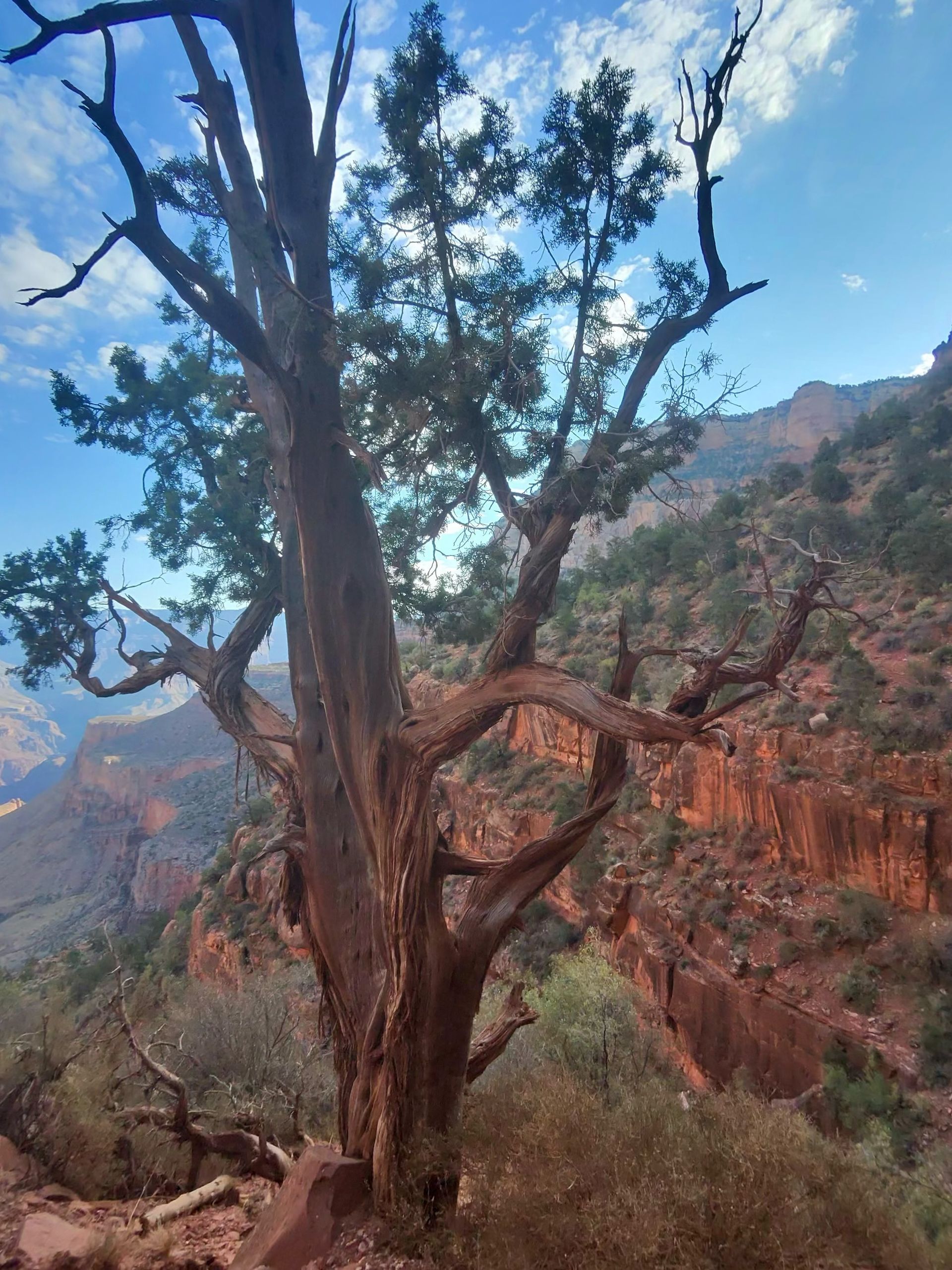 A tree in the middle of a canyon with mountains in the background