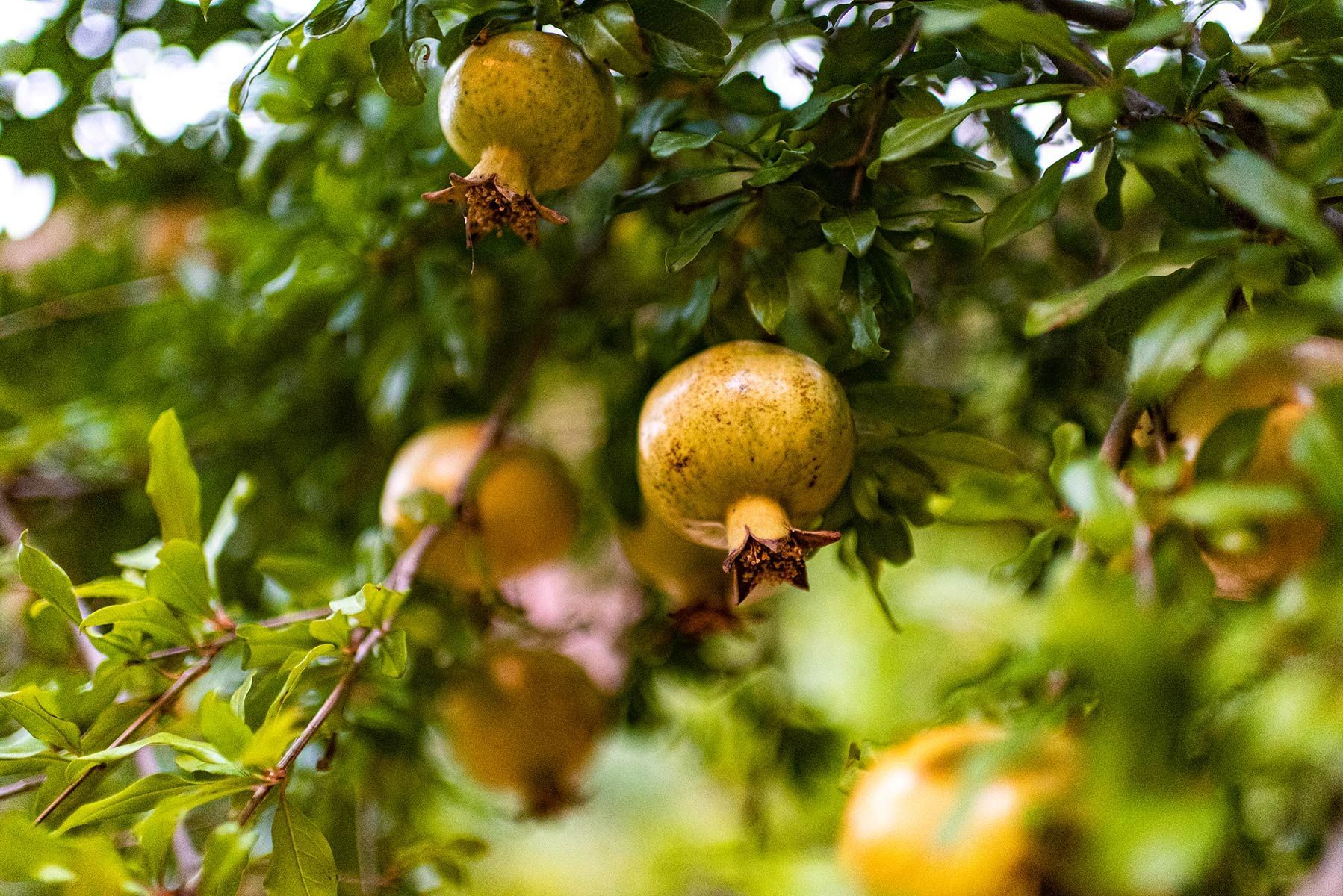 A bunch of pomegranates hanging from a tree.