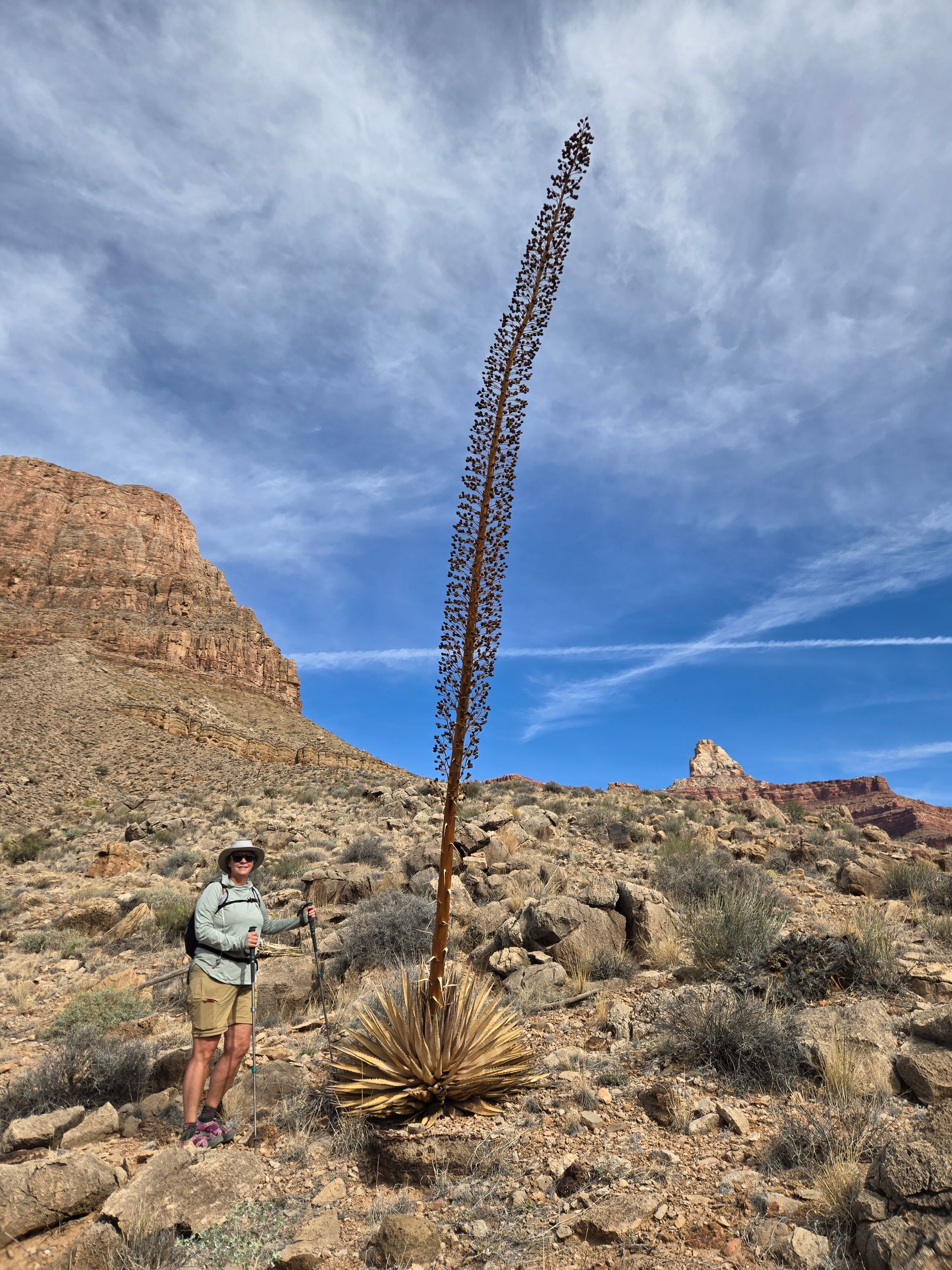 Woman standing next to tall, flowering plant in a desert landscape with red rock cliffs and blue sky.