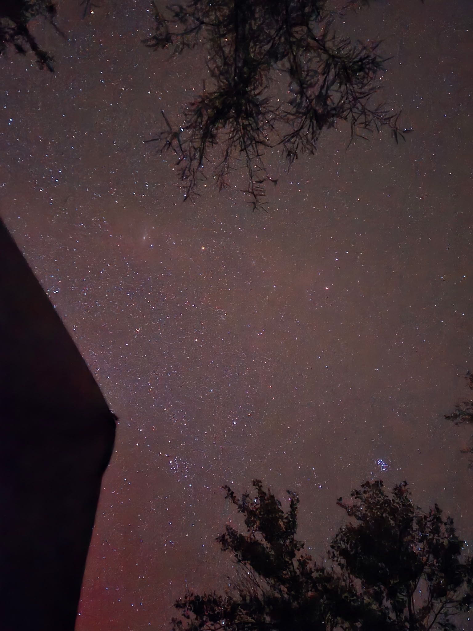 Night sky filled with stars, seen through silhouetted tree branches.