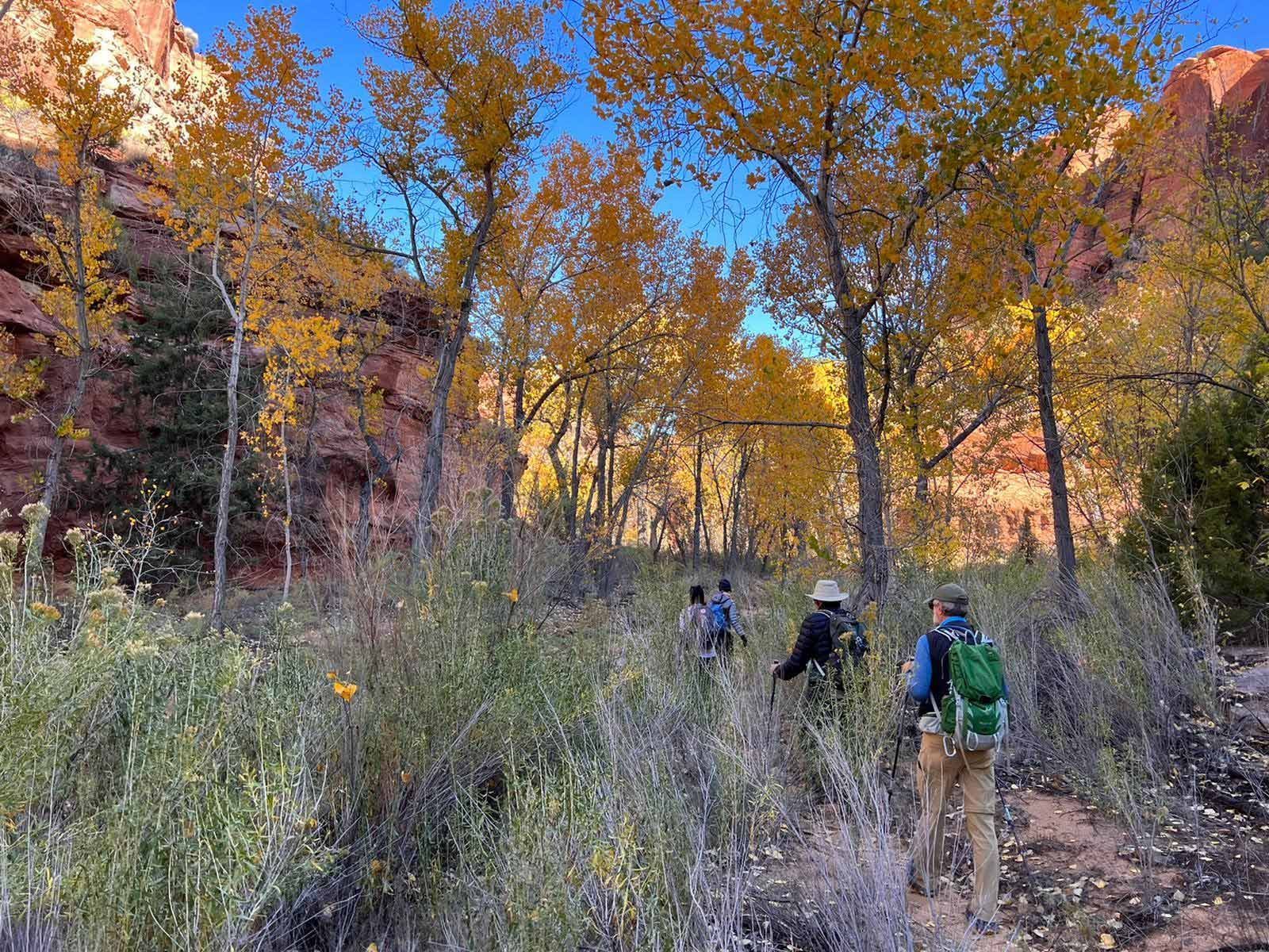 Hikers on a trail, surrounded by autumn trees with golden leaves and red rock formations.