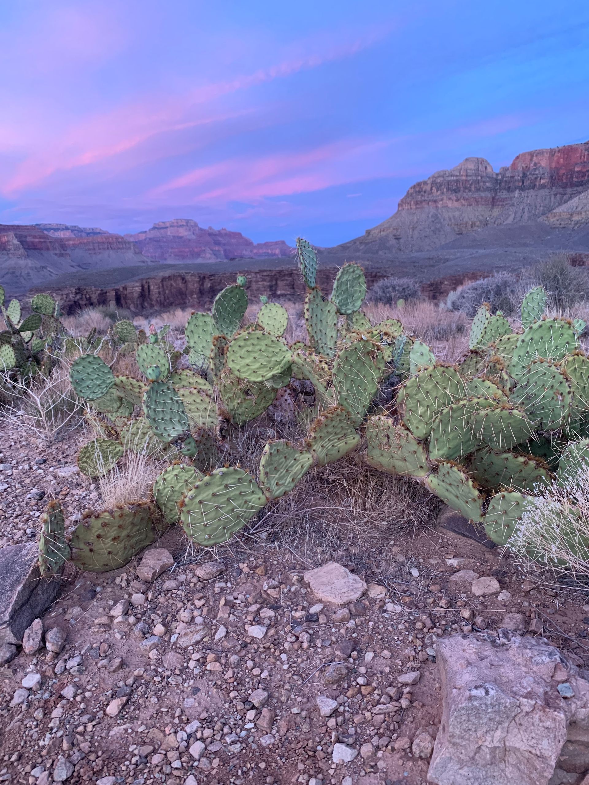 A cactus is growing in the desert with mountains in the background.