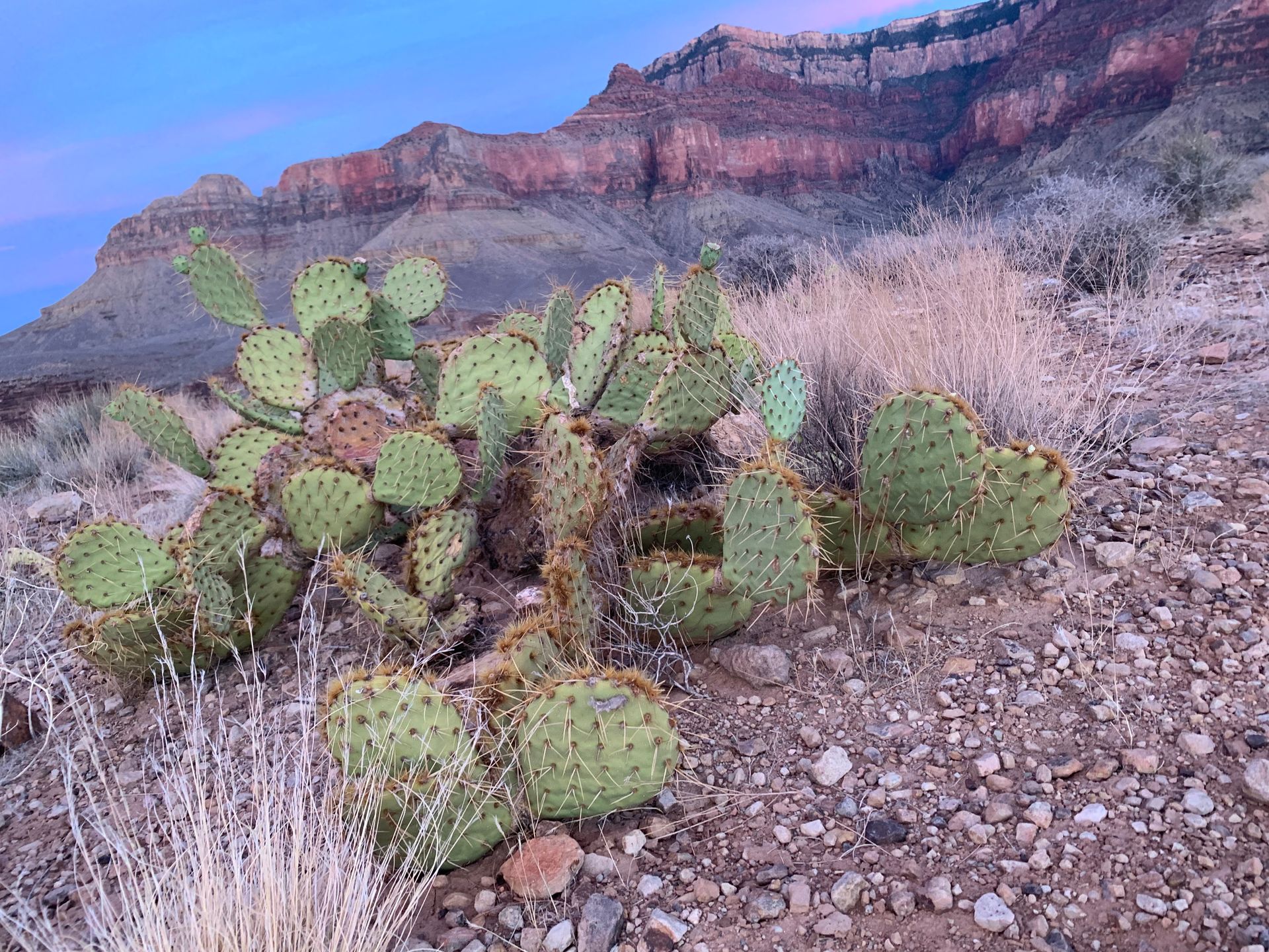 A cactus is growing on a rocky hillside in the desert.
