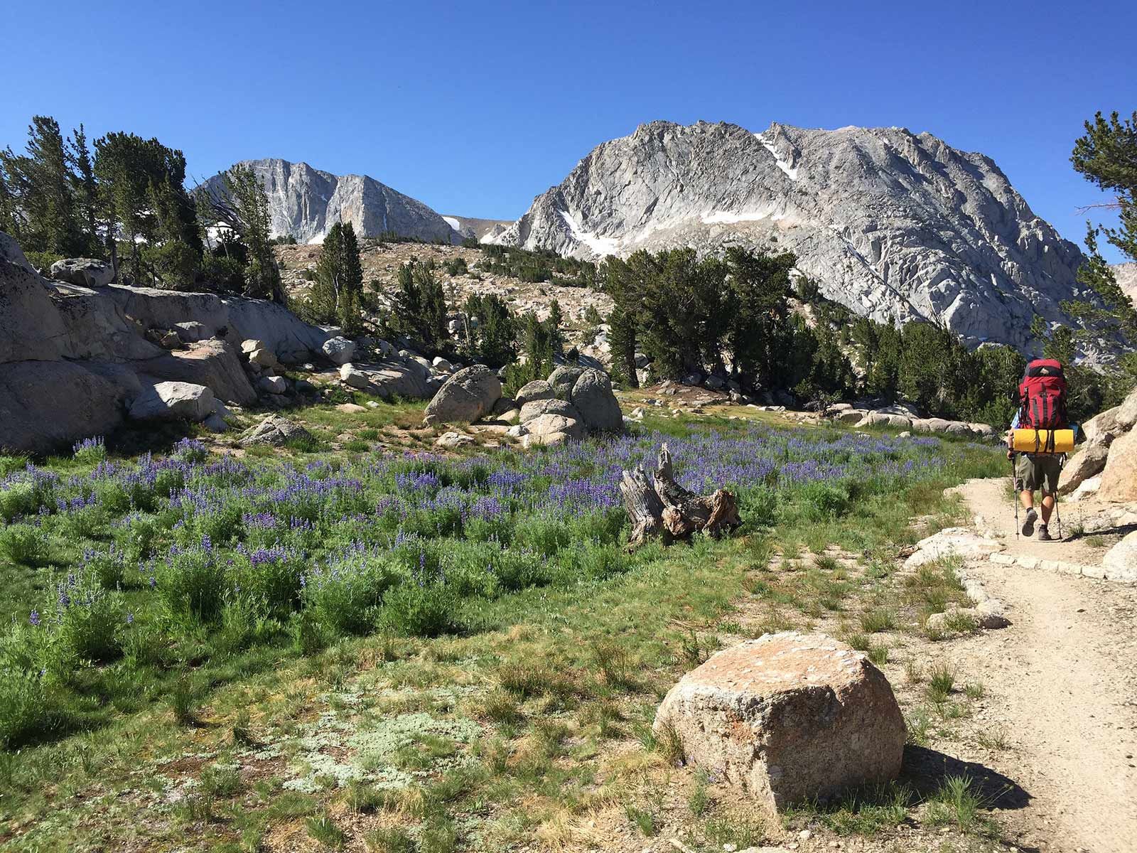 A person is walking through a field of flowers with a mountain in the background.